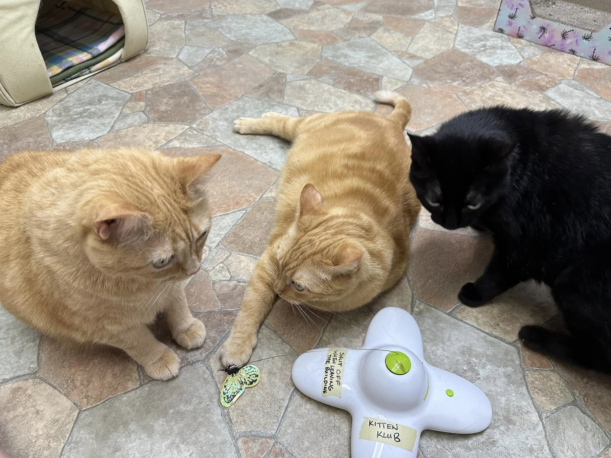 Enlarge Snuggles, Cuddles, + Reid, a Adoptable Domestic Short Hair in McDonald, PA image 4/4