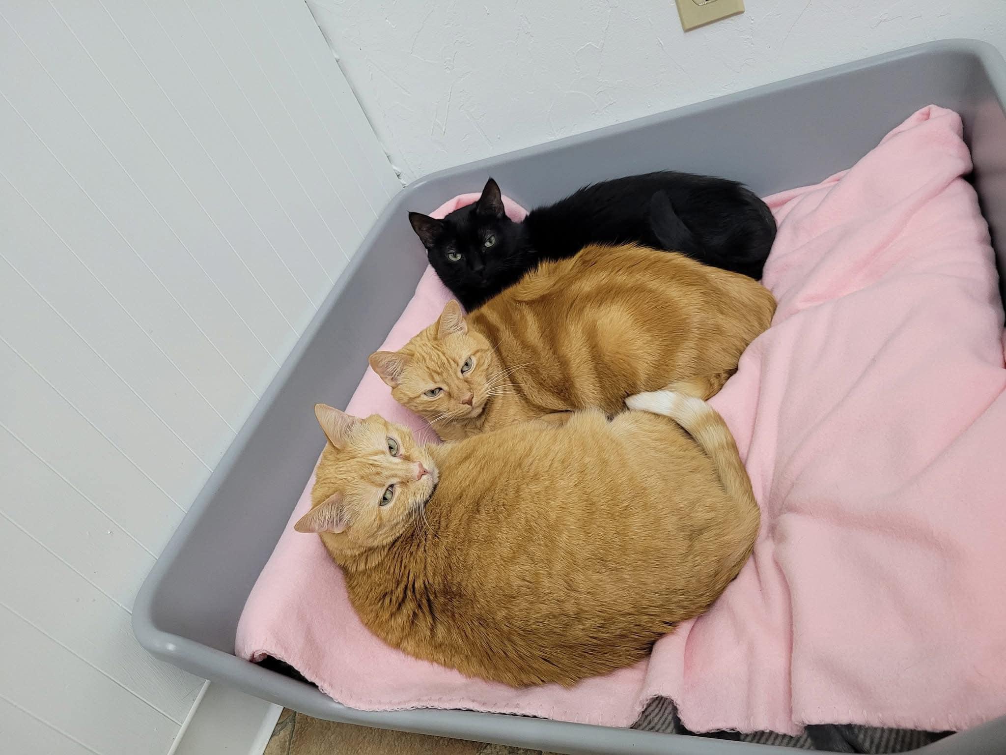 Enlarge Snuggles, Cuddles, + Reid, a Adoptable Domestic Short Hair in McDonald, PA image 3/4