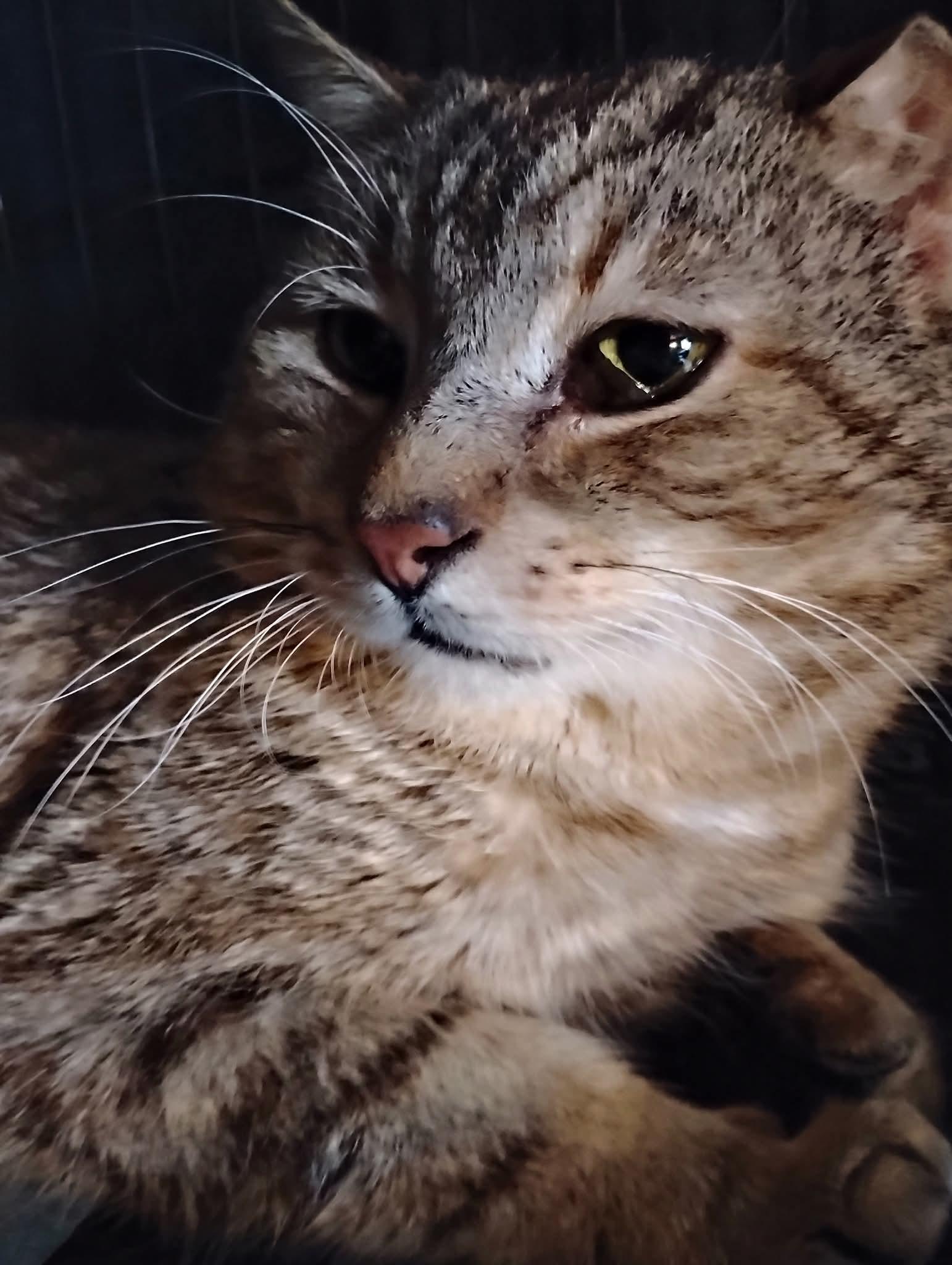 Enlarge Grandpa Ken, a Adoptable Tabby in Hoboken, NJ image 2/6