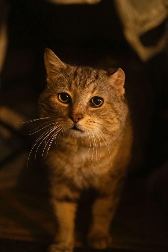 Grandpa Ken, Adoptable, Senior Male Tabby.