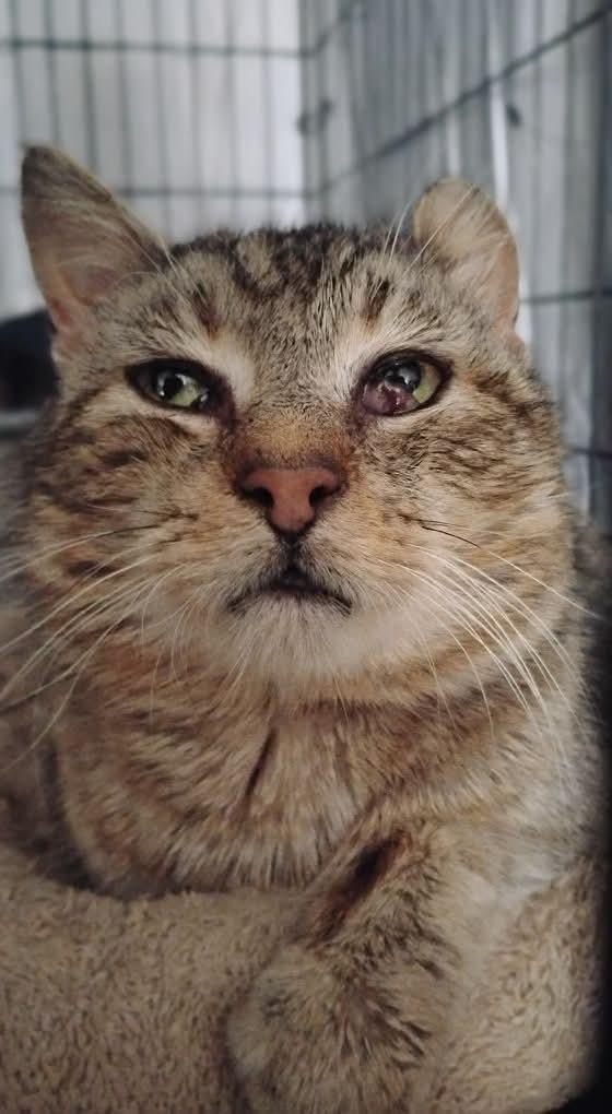 Enlarge Grandpa Ken, a Adoptable Tabby in Hoboken, NJ image 3/6