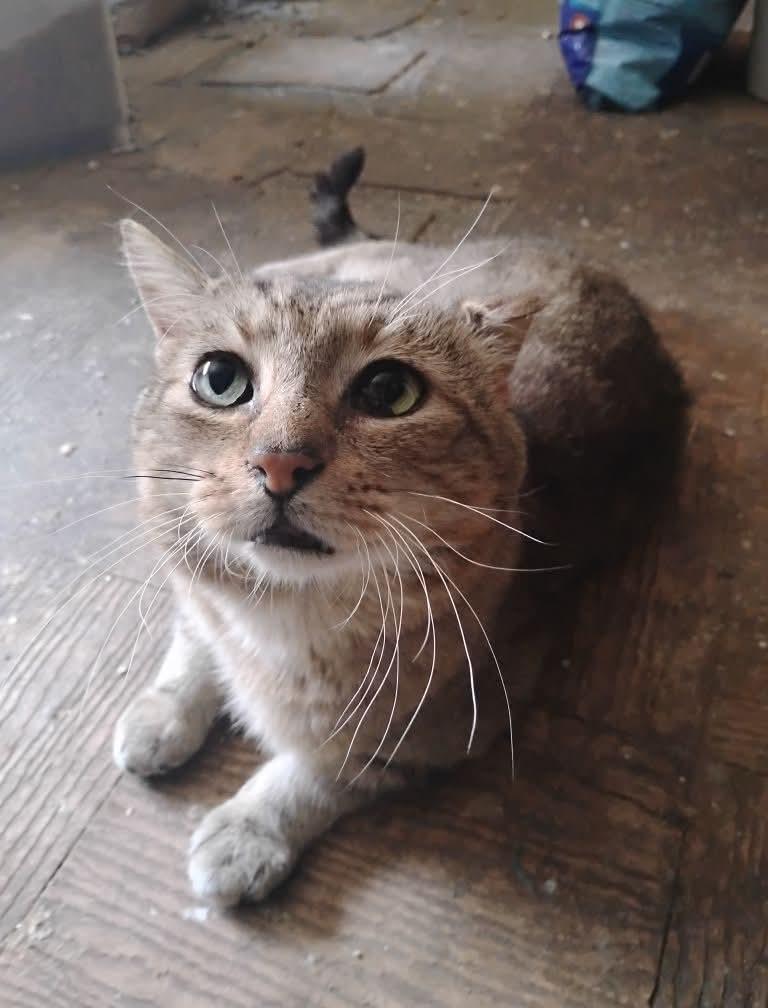 Enlarge Grandpa Ken, a Adoptable Tabby in Hoboken, NJ image 5/6