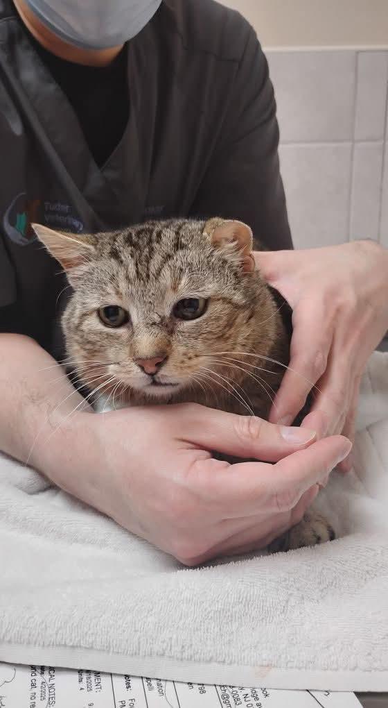 Enlarge Grandpa Ken, a Adoptable Tabby in Hoboken, NJ image 6/6