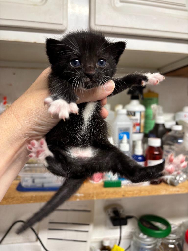 Paul, Adoptable, Kitten Female Domestic Short Hair.