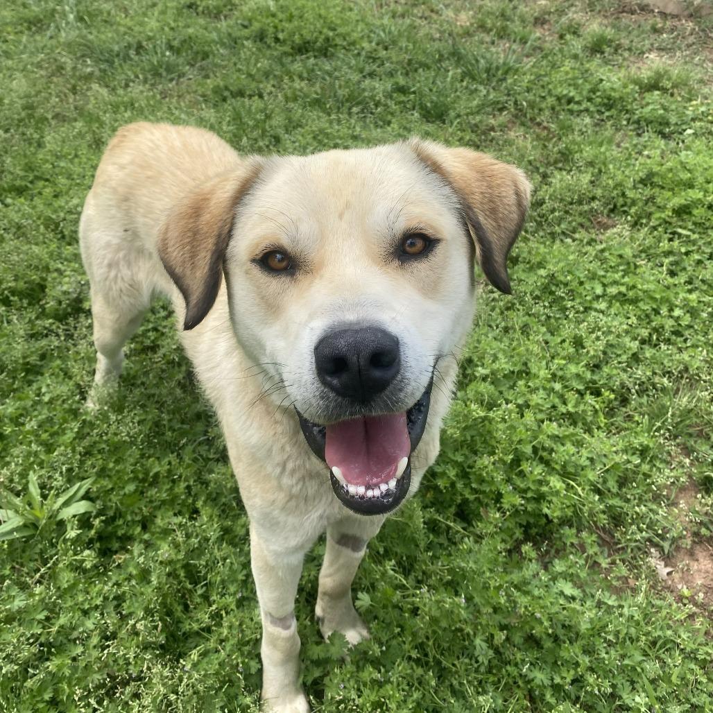 Goose, Adoptable, Young Male Yellow Labrador Retriever & Great Pyrenees.