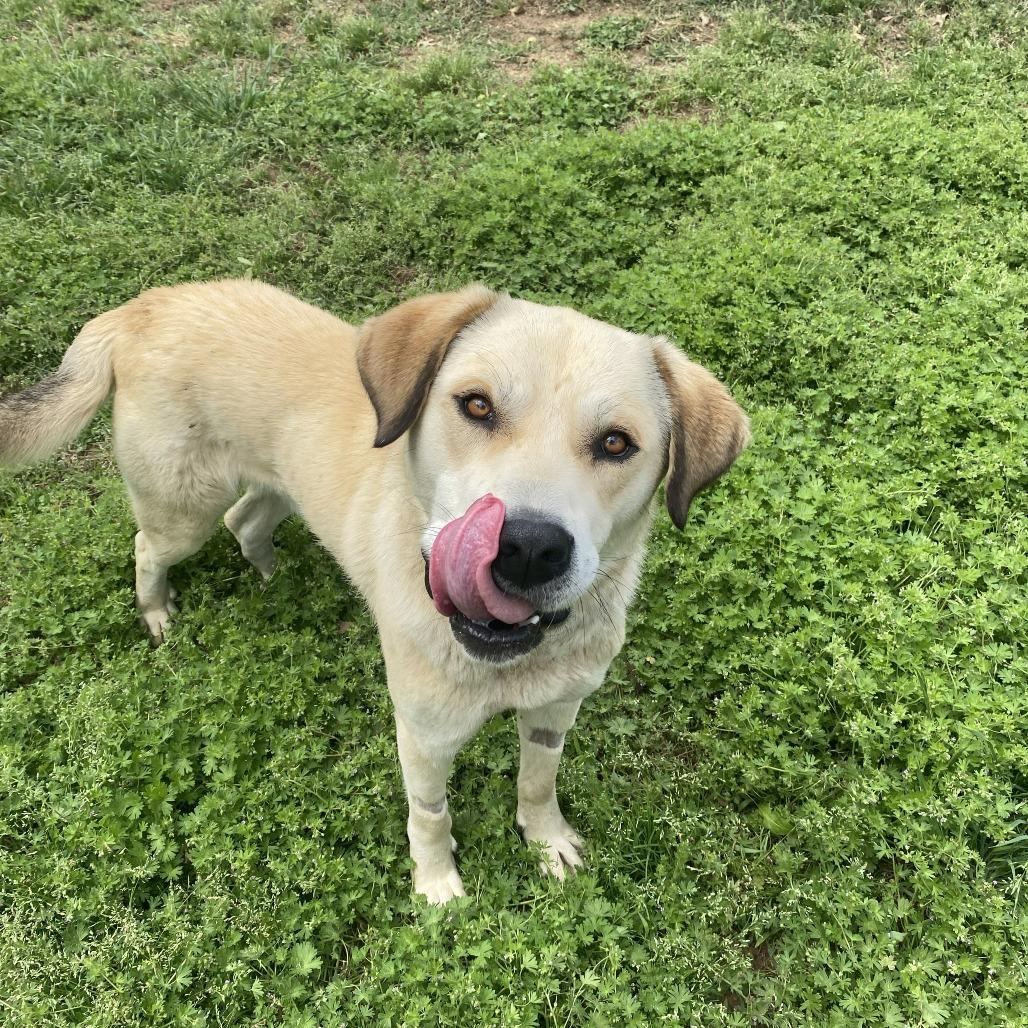 Goose, a Adoptable mixed breed in Stillwater, OK image 2/2