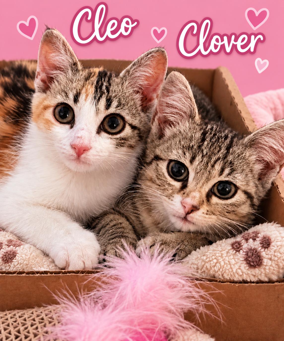 Sisters, CLOVER & CLEO, Adoptable, Young Female Calico.