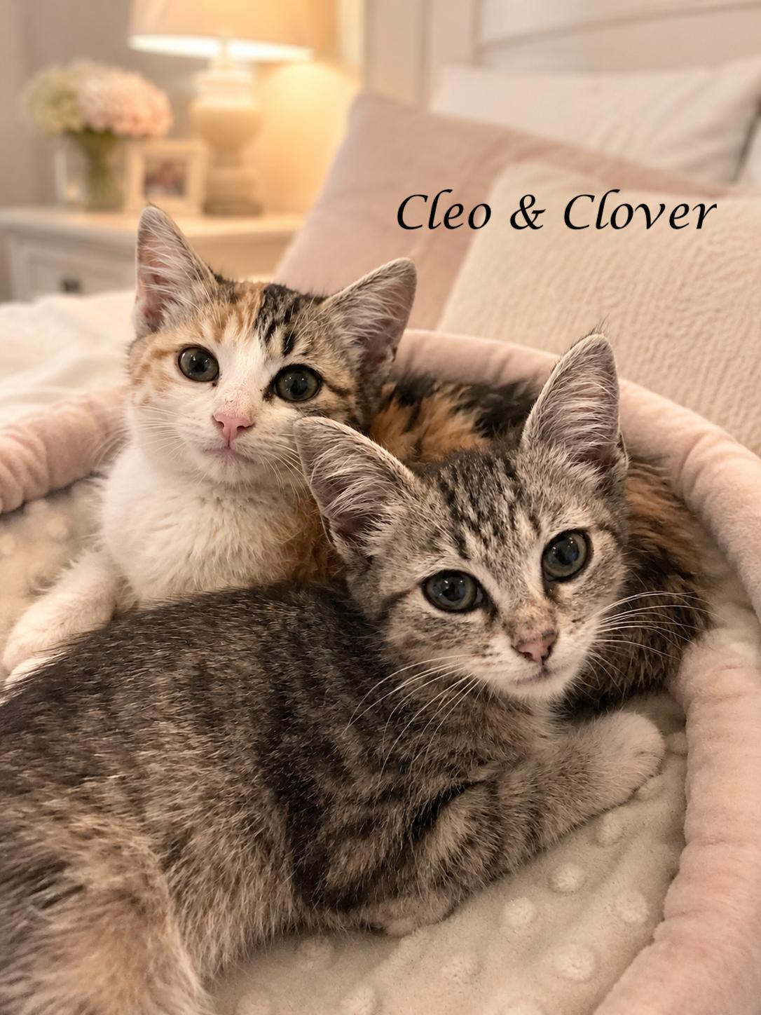 Sisters, CLOVER & CLEO, a ADOPTABLE Calico in Monrovia, CA image 1/3