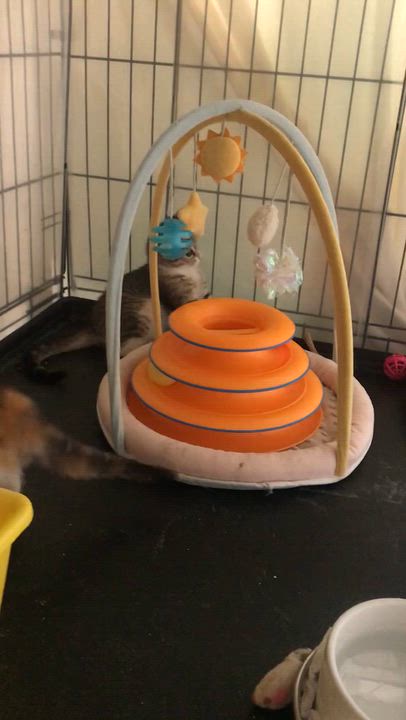 Enlarge Sisters, CLOVER & CLEO, a ADOPTABLE Calico in Monrovia, CA video 6/6