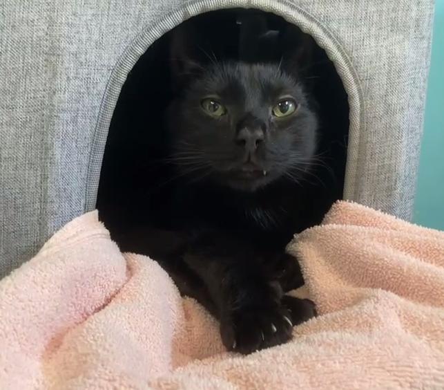 Enlarge Georgie (black), a Adoptable Domestic Short Hair in Cincinnati, OH image 1/2