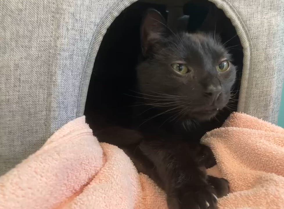Enlarge Georgie (black), a Adoptable Domestic Short Hair in Cincinnati, OH video 2/2