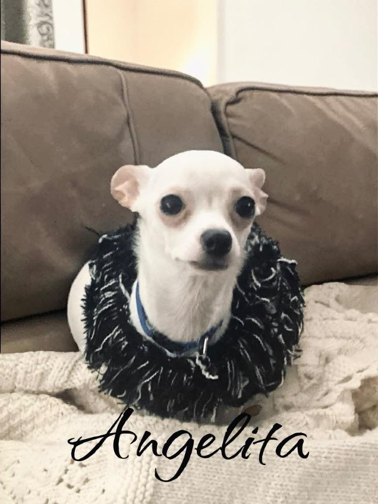 Angelita, Adoptable, Adult Female Chihuahua.