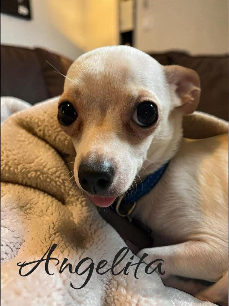 Enlarge Angelita, a Adoptable mixed breed in West Bloomfield, MI image 2/6
