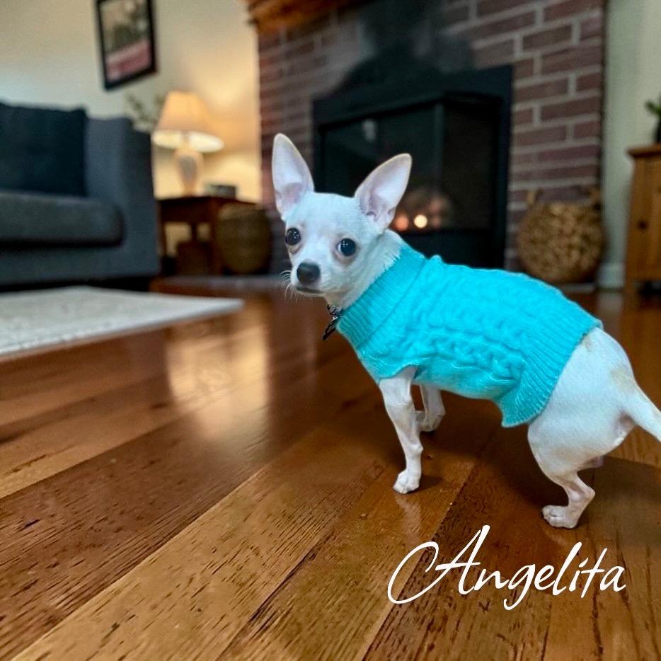 Enlarge Angelita, a Adoptable mixed breed in West Bloomfield, MI image 3/6