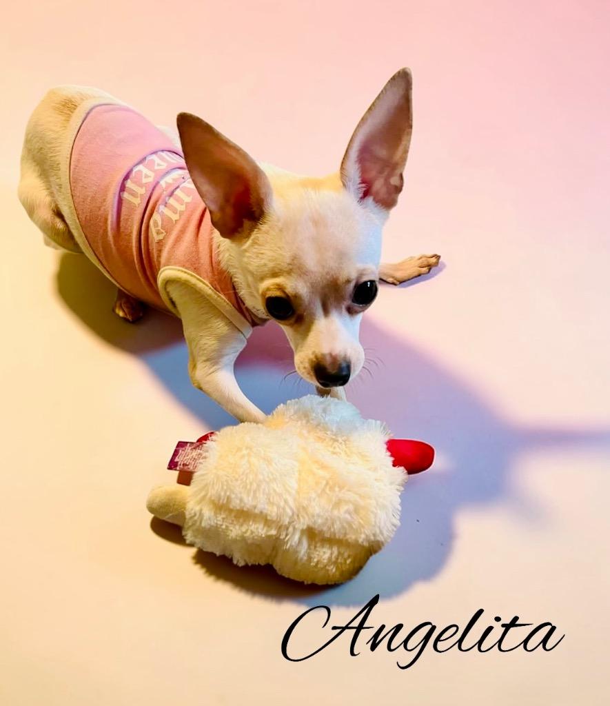 Enlarge Angelita, a Adoptable mixed breed in West Bloomfield, MI image 4/6