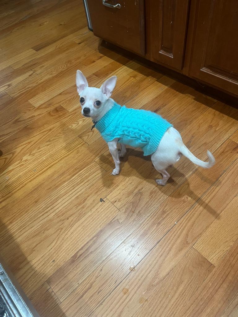 Enlarge Angelita, a Adoptable mixed breed in West Bloomfield, MI image 5/6