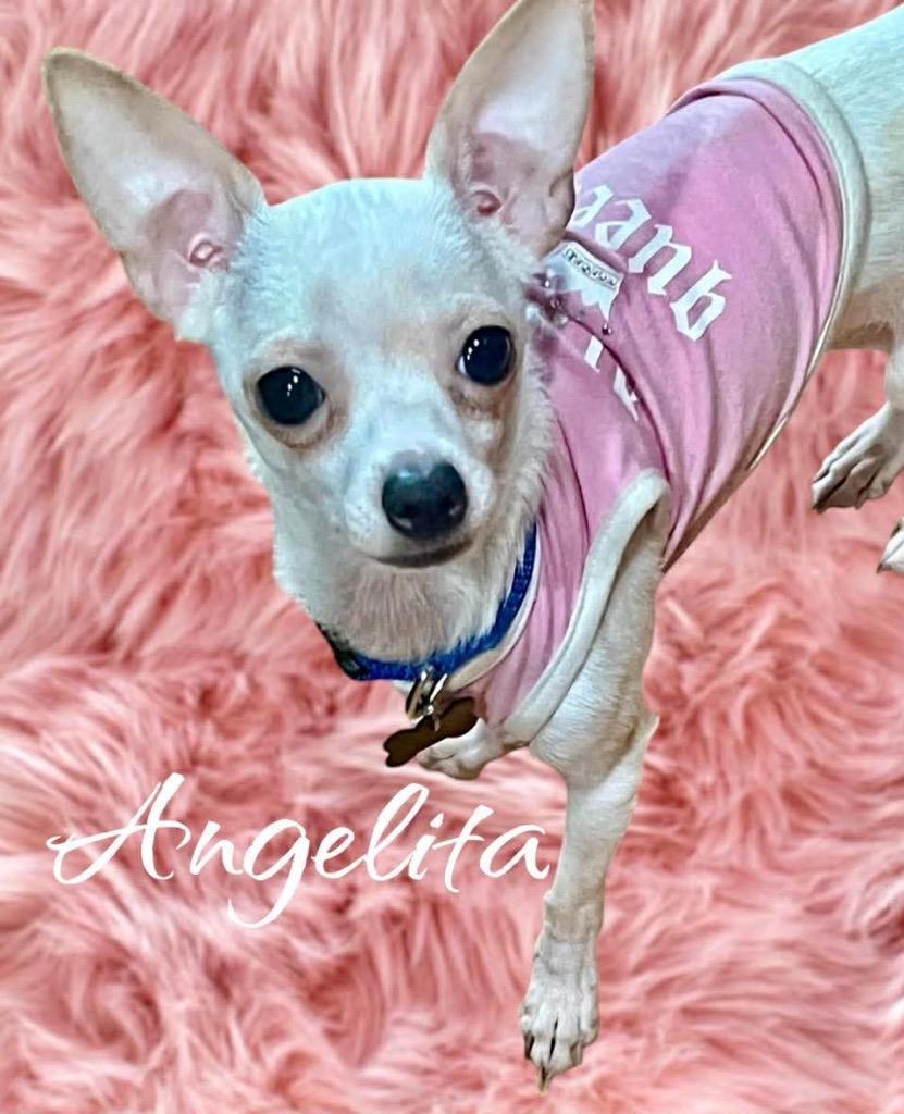 Enlarge Angelita, a Adoptable mixed breed in West Bloomfield, MI image 6/6
