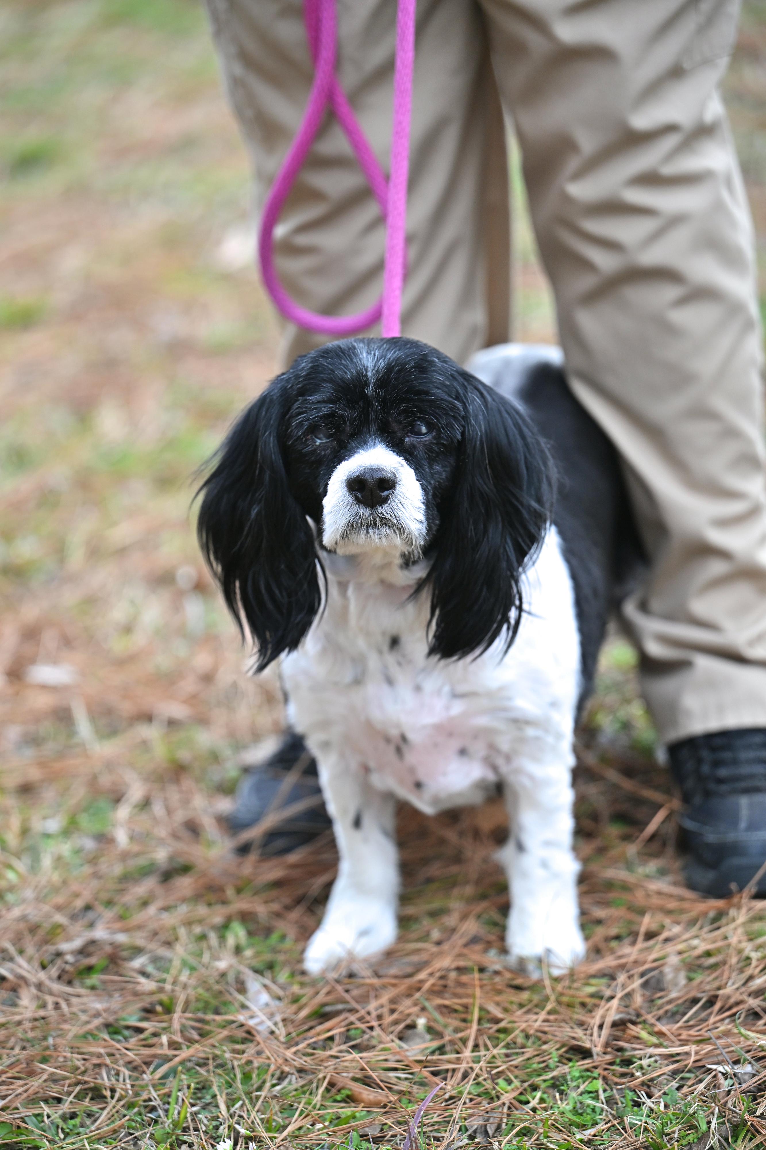 Bella, ADOPTABLE, Senior Female Cocker Spaniel & Lhasa Apso.