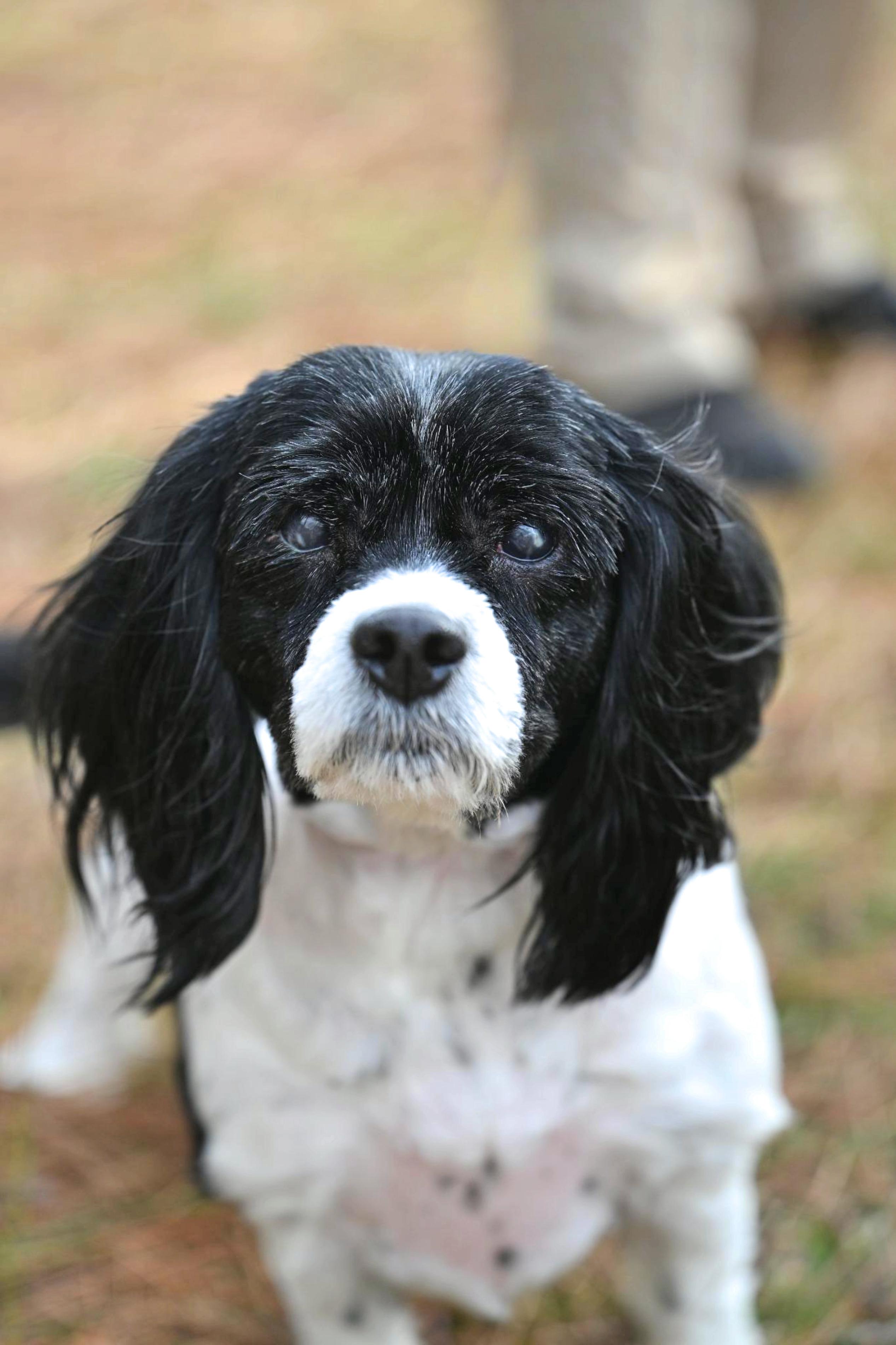 Enlarge Bella, a ADOPTABLE mixed breed in Bristol, CT image 5/6