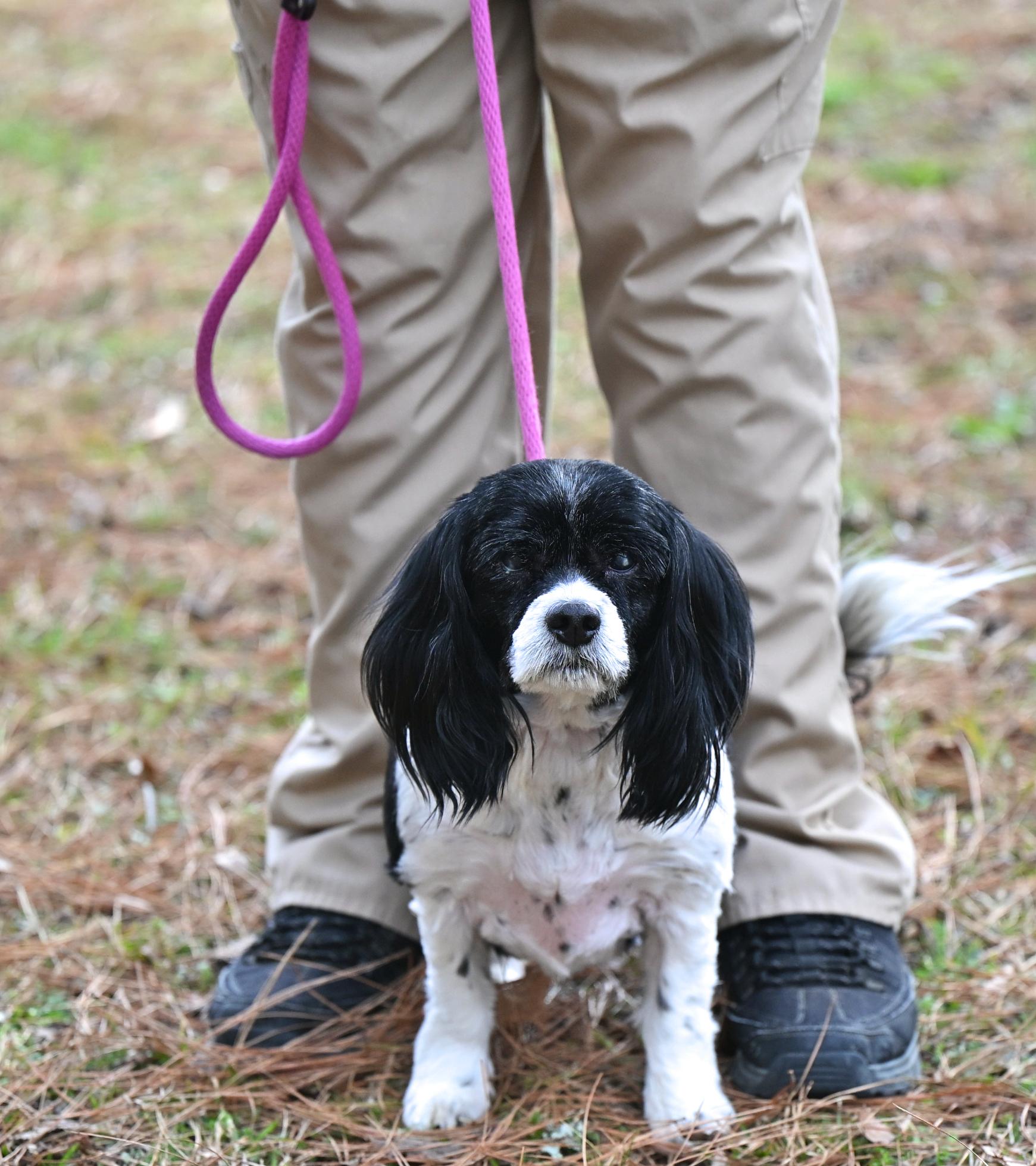 Enlarge Bella, a ADOPTABLE mixed breed in Bristol, CT image 6/6