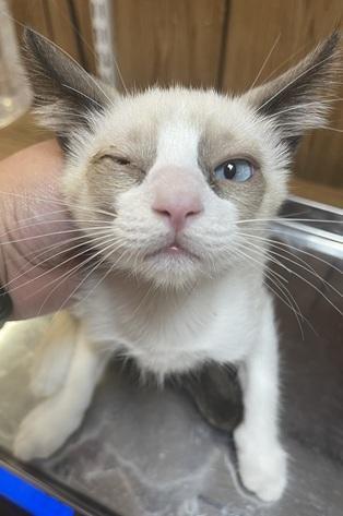 Enlarge Cat 27281 (Dumpling), a Adoptable Siamese in Parlier, CA image 1/3