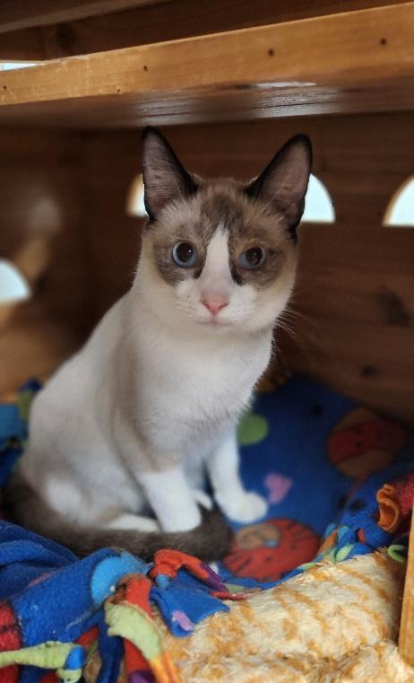 Enlarge Cat 27281 (Dumpling), a Adoptable Siamese in Parlier, CA image 2/3
