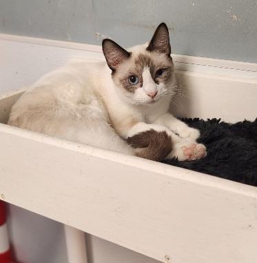 Enlarge Cat 27281 (Dumpling), a Adoptable Siamese in Parlier, CA image 3/3