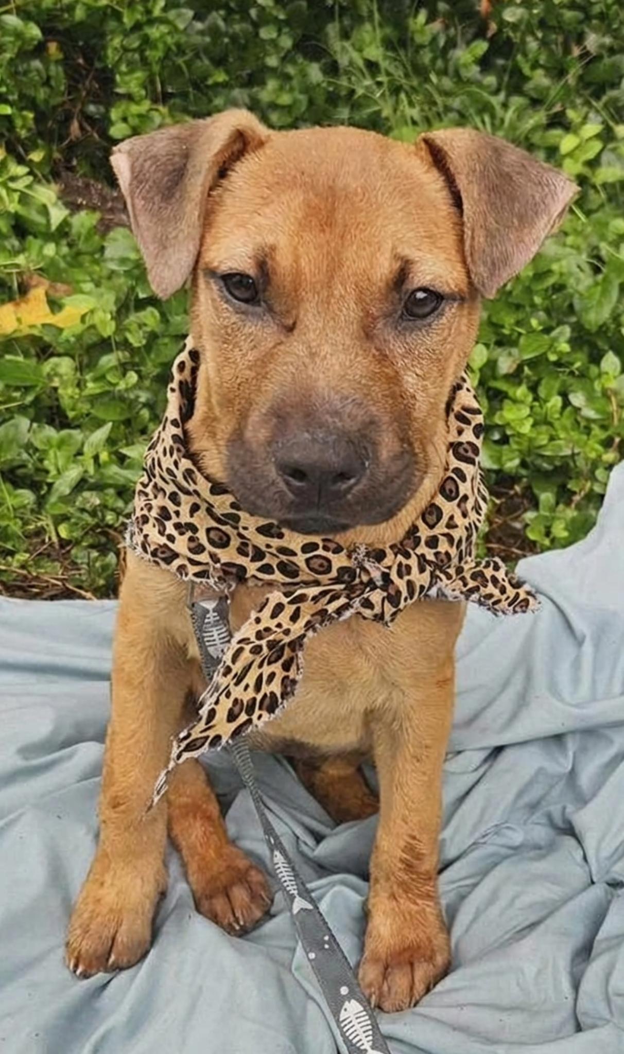 Asha, ADOPTABLE, Puppy Female Mixed Breed.