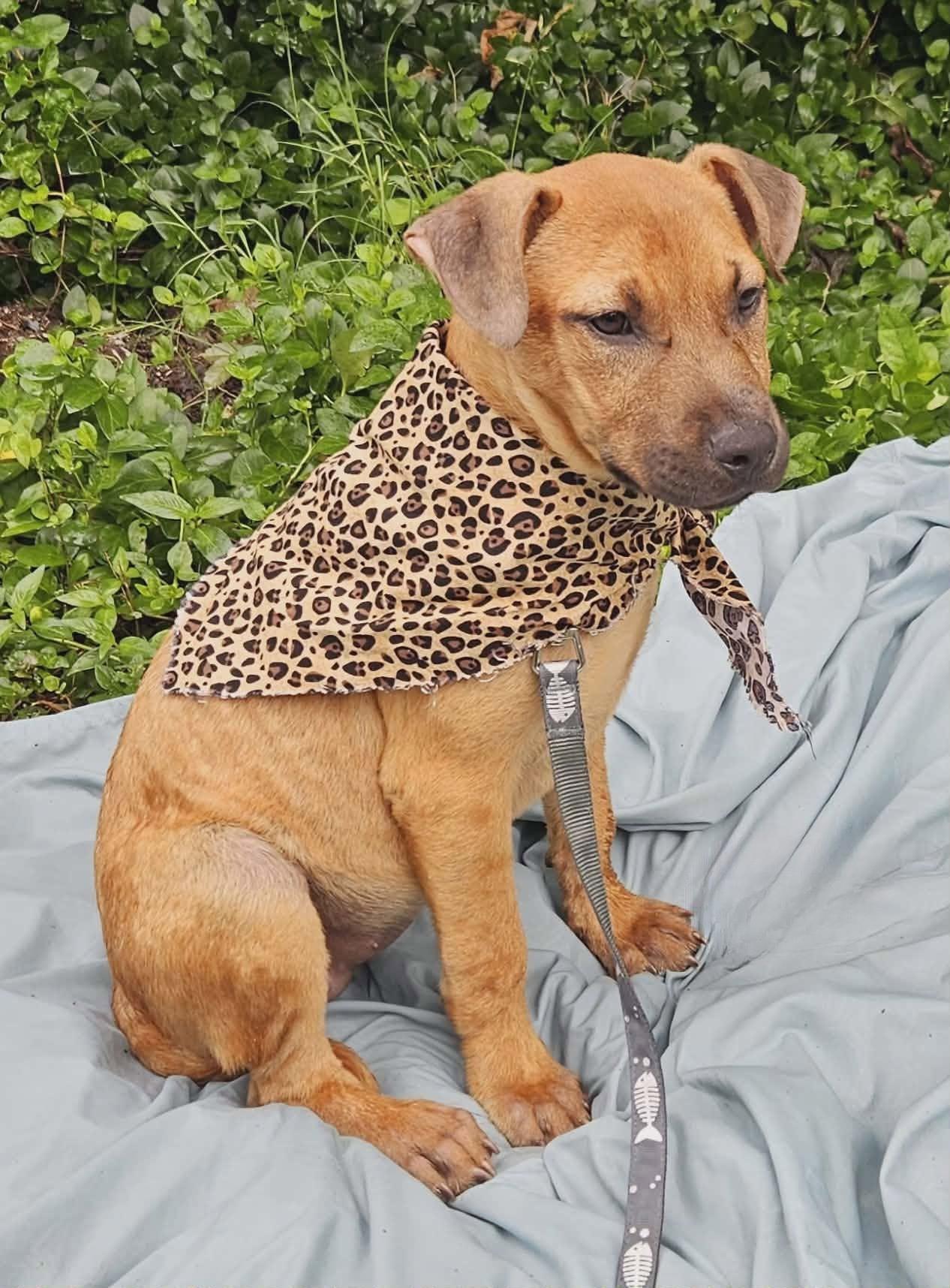 Enlarge Asha, a ADOPTABLE Mixed Breed in Northwood, NH image 2/2