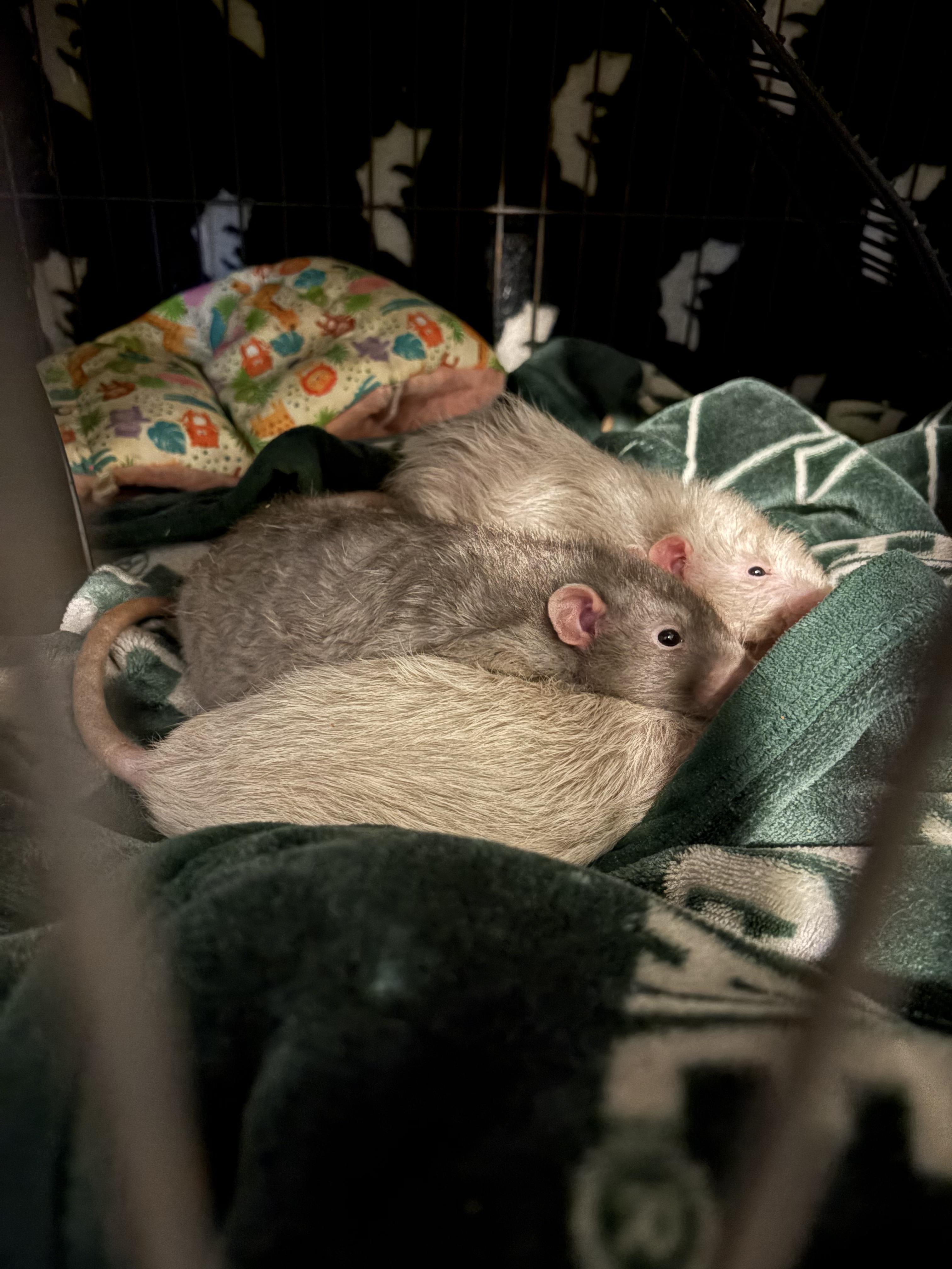 Knox, Simon & Thomas, ADOPTABLE, Adult Male Rat.
