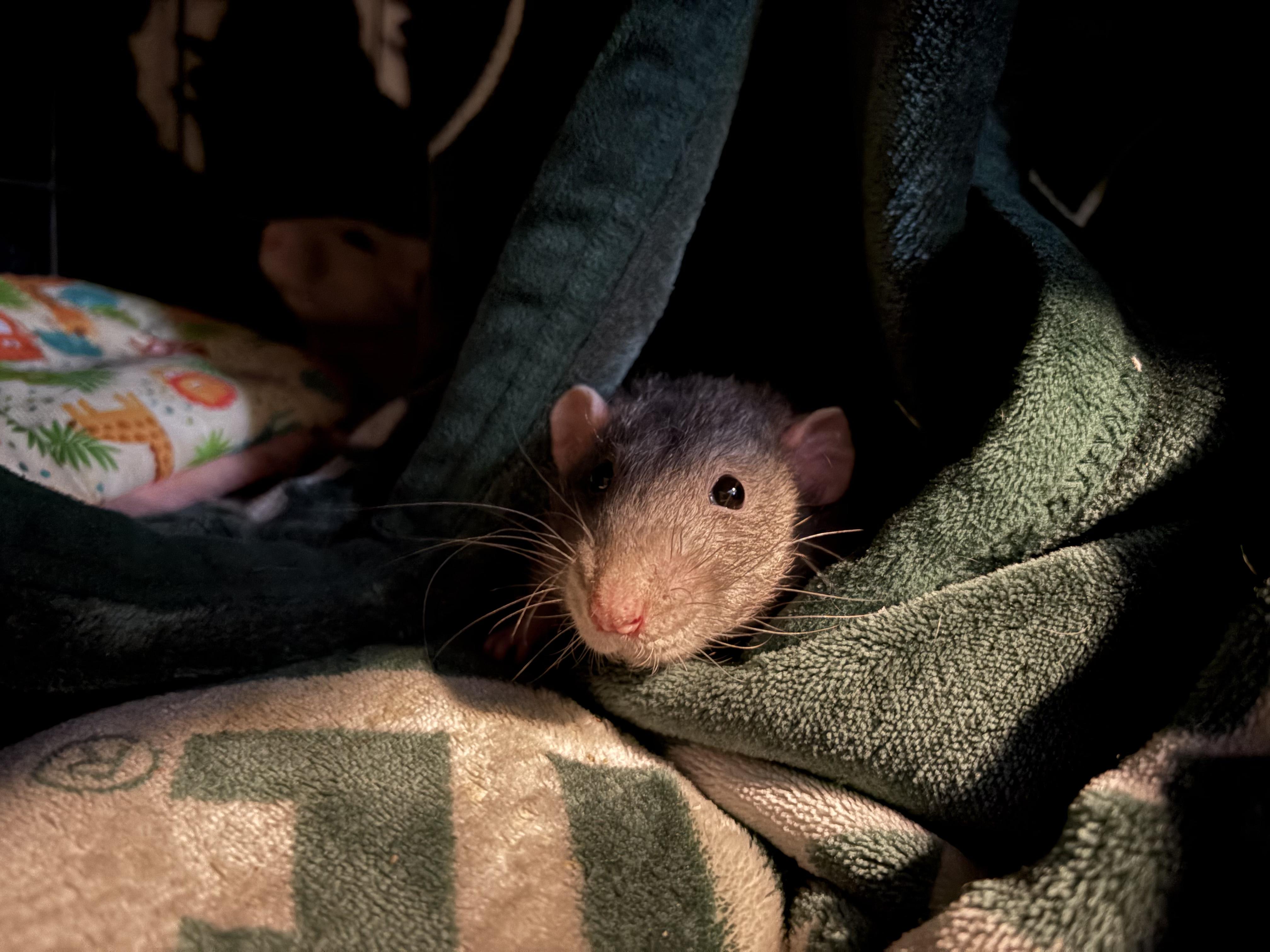 Enlarge Knox, Simon & Thomas, a ADOPTABLE Rat in Grand Rapids, MI image 3/6