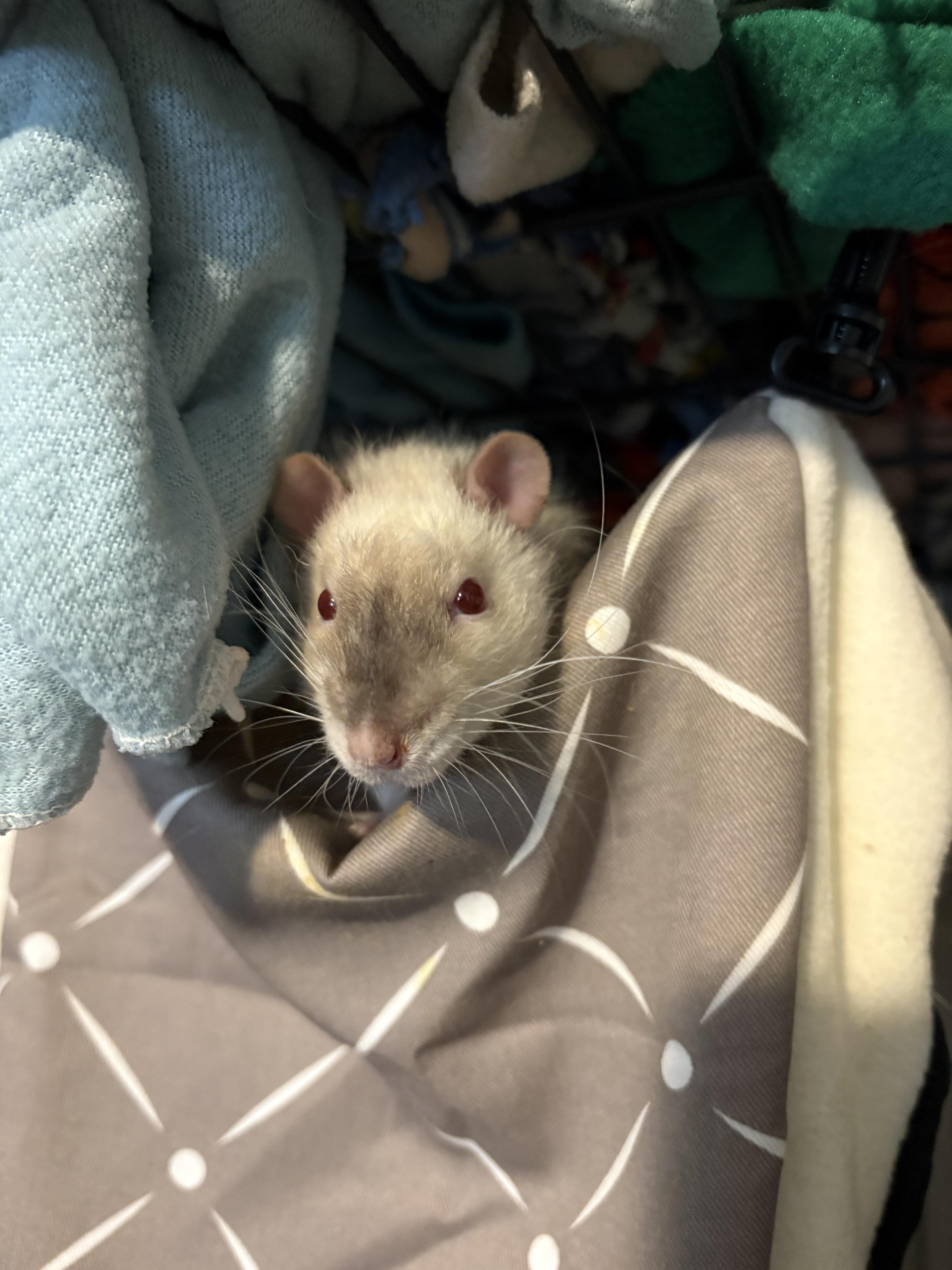 Enlarge Knox, Simon & Thomas, a ADOPTABLE Rat in Grand Rapids, MI image 4/6