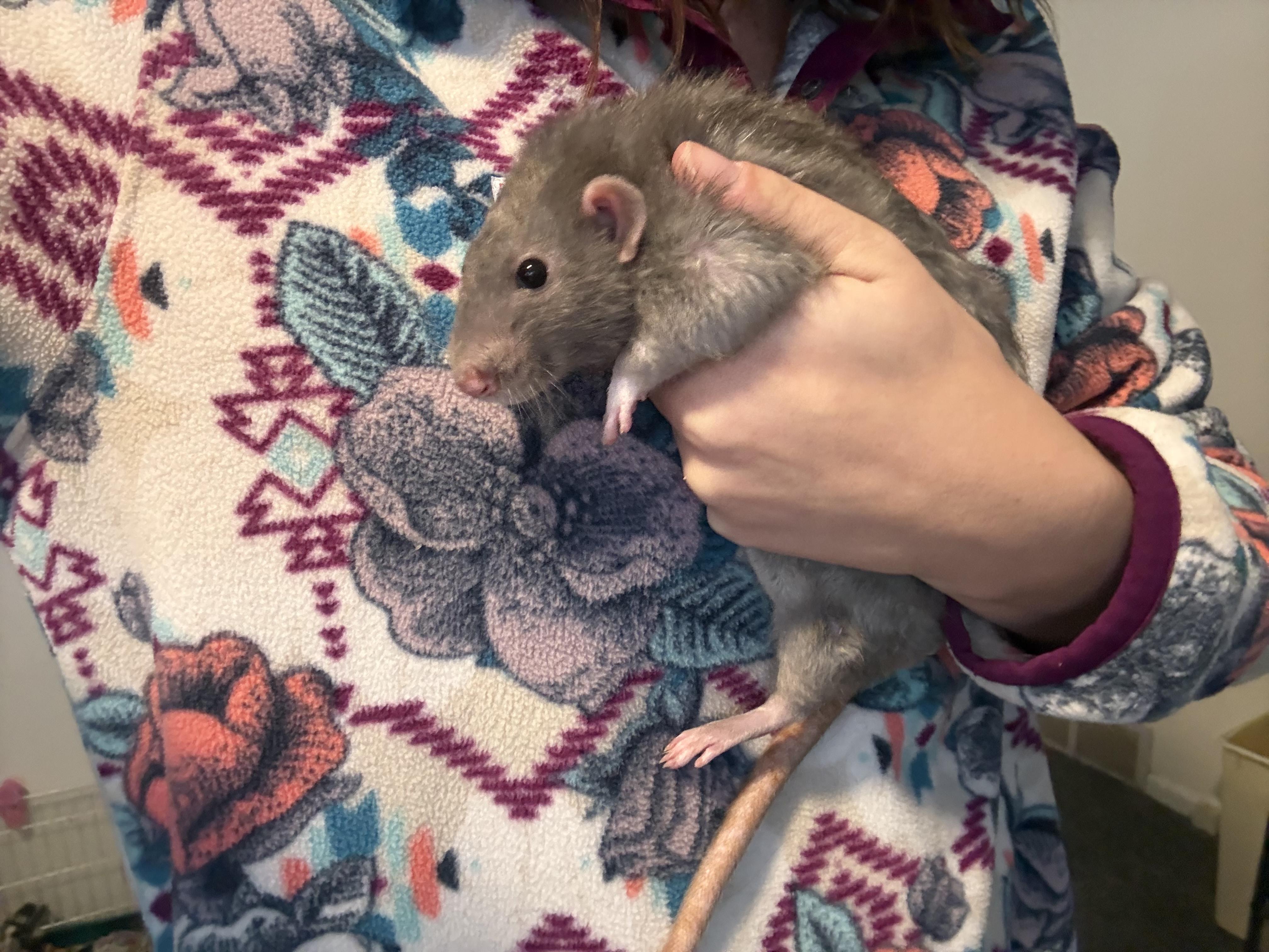 Enlarge Knox, Simon & Thomas, a ADOPTABLE Rat in Grand Rapids, MI image 2/6