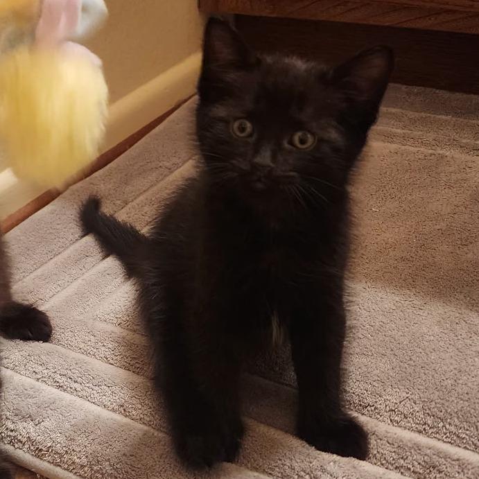 Enlarge Randy "Macho Man" Savage, a Adoptable Domestic Short Hair in Ventura, CA image 1/1