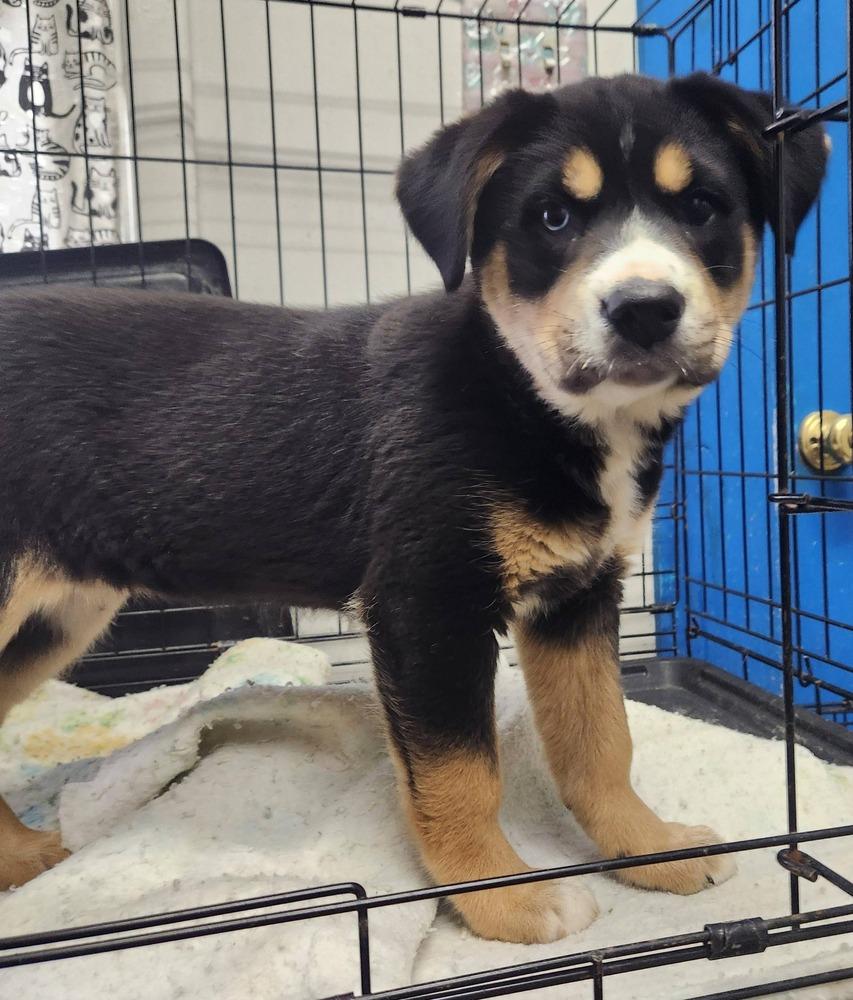 Enlarge Harlow, a Adopted mixed breed in Evansville, IN image 1/1