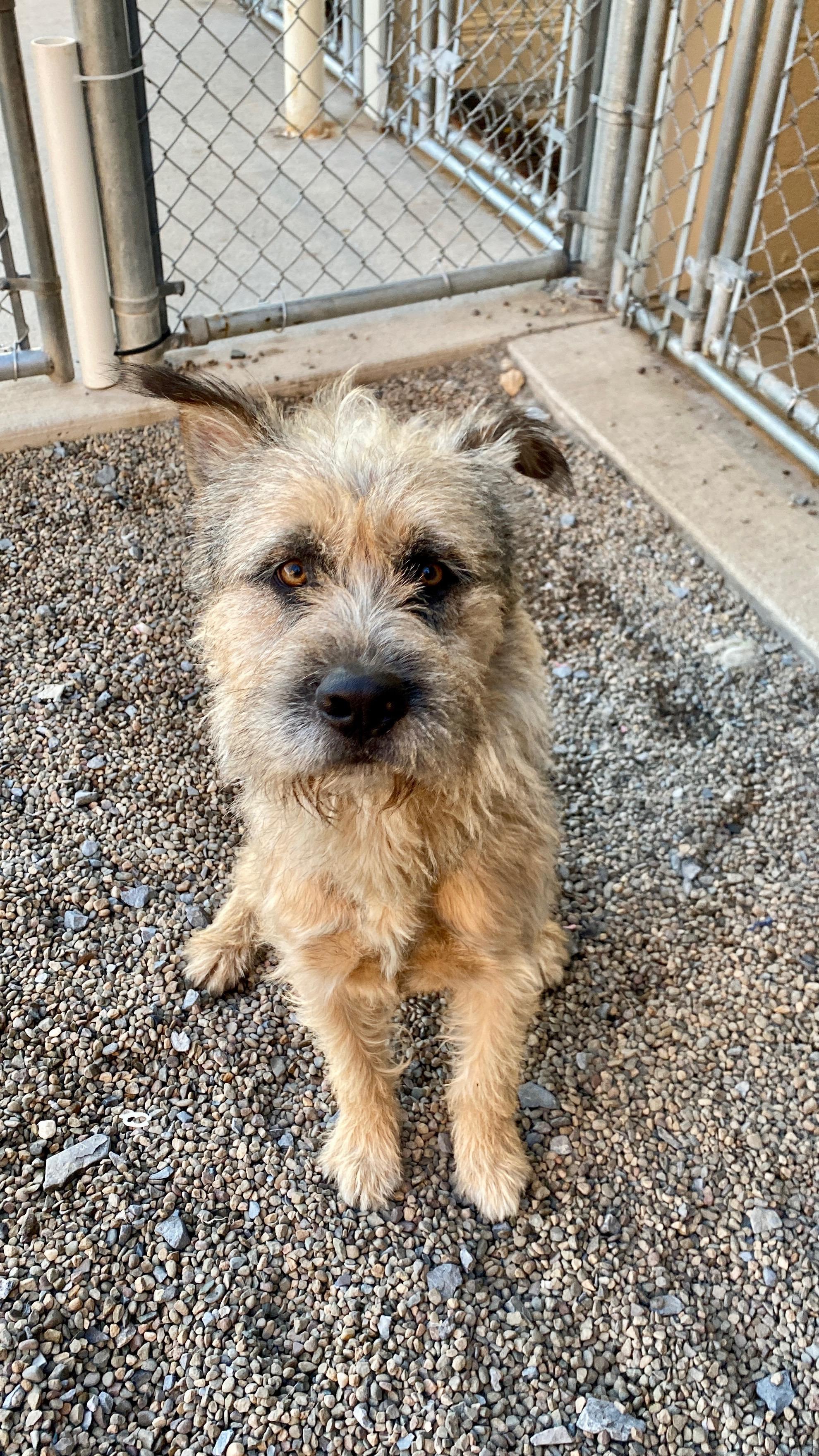 Enlarge Oscar, a Adoptable mixed breed in Sunbury, PA image 1/6