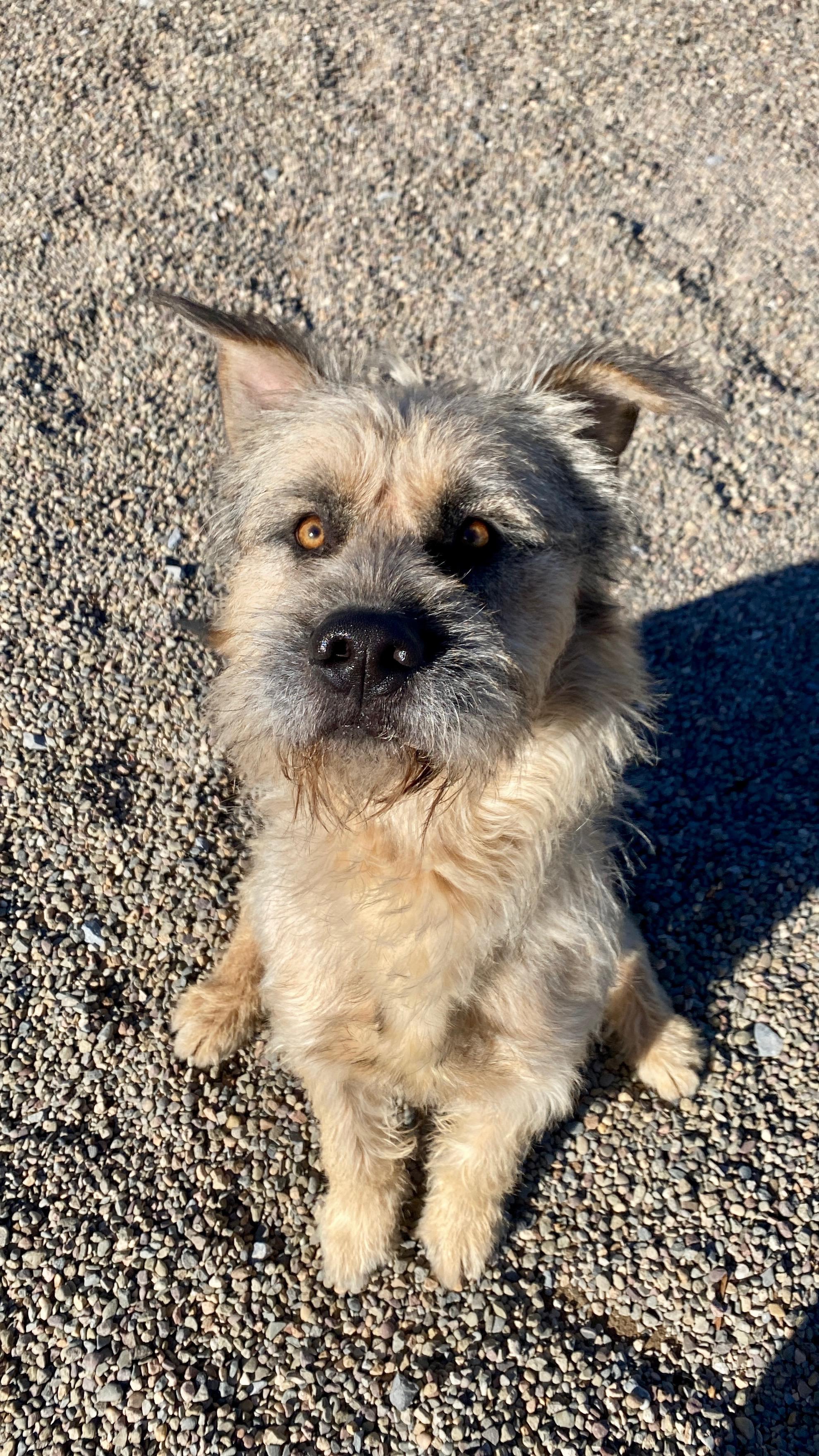 Oscar, Adoptable, Young Male Wheaten Terrier.