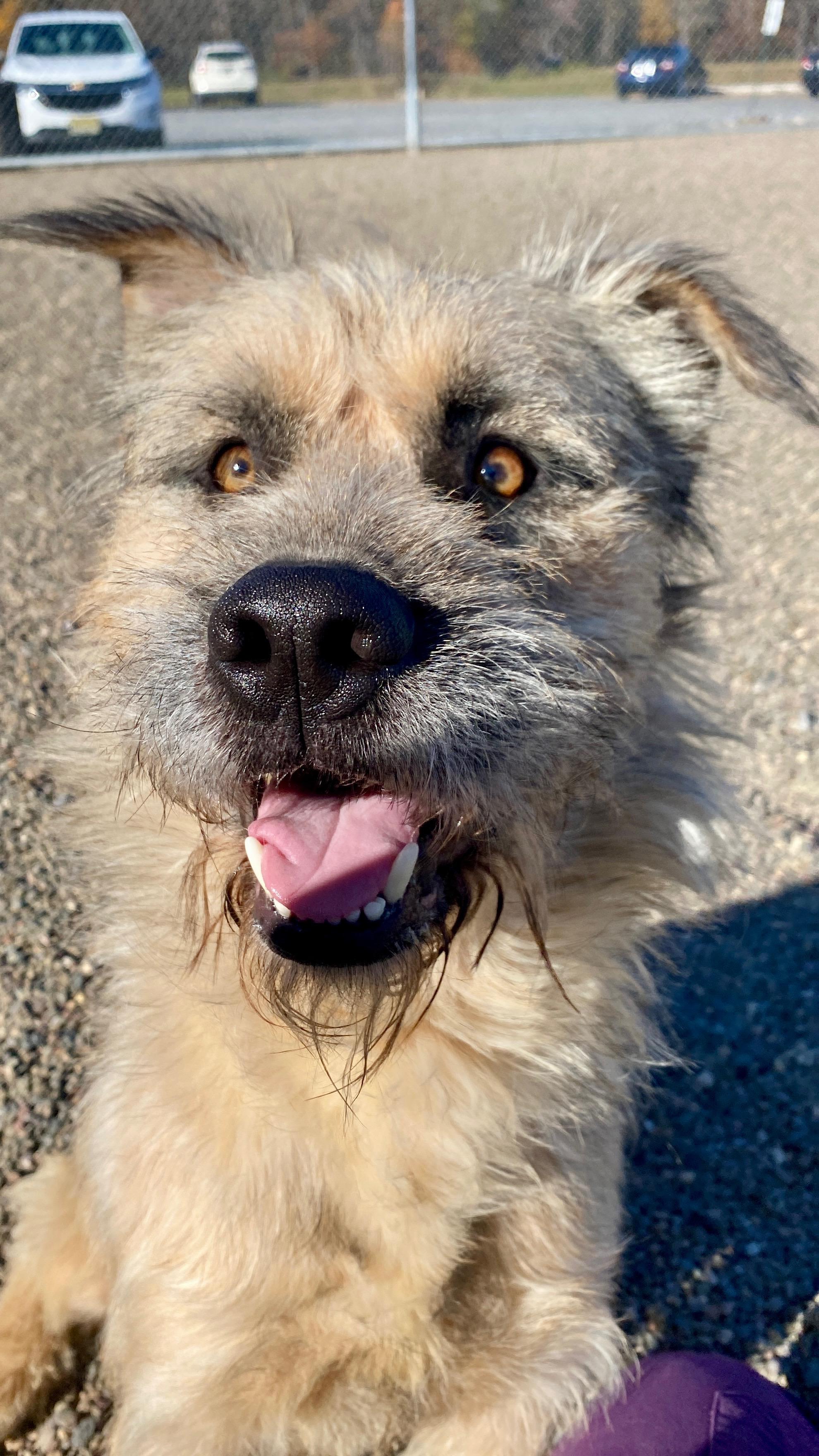 Enlarge Oscar, a Adoptable mixed breed in Sunbury, PA image 3/6