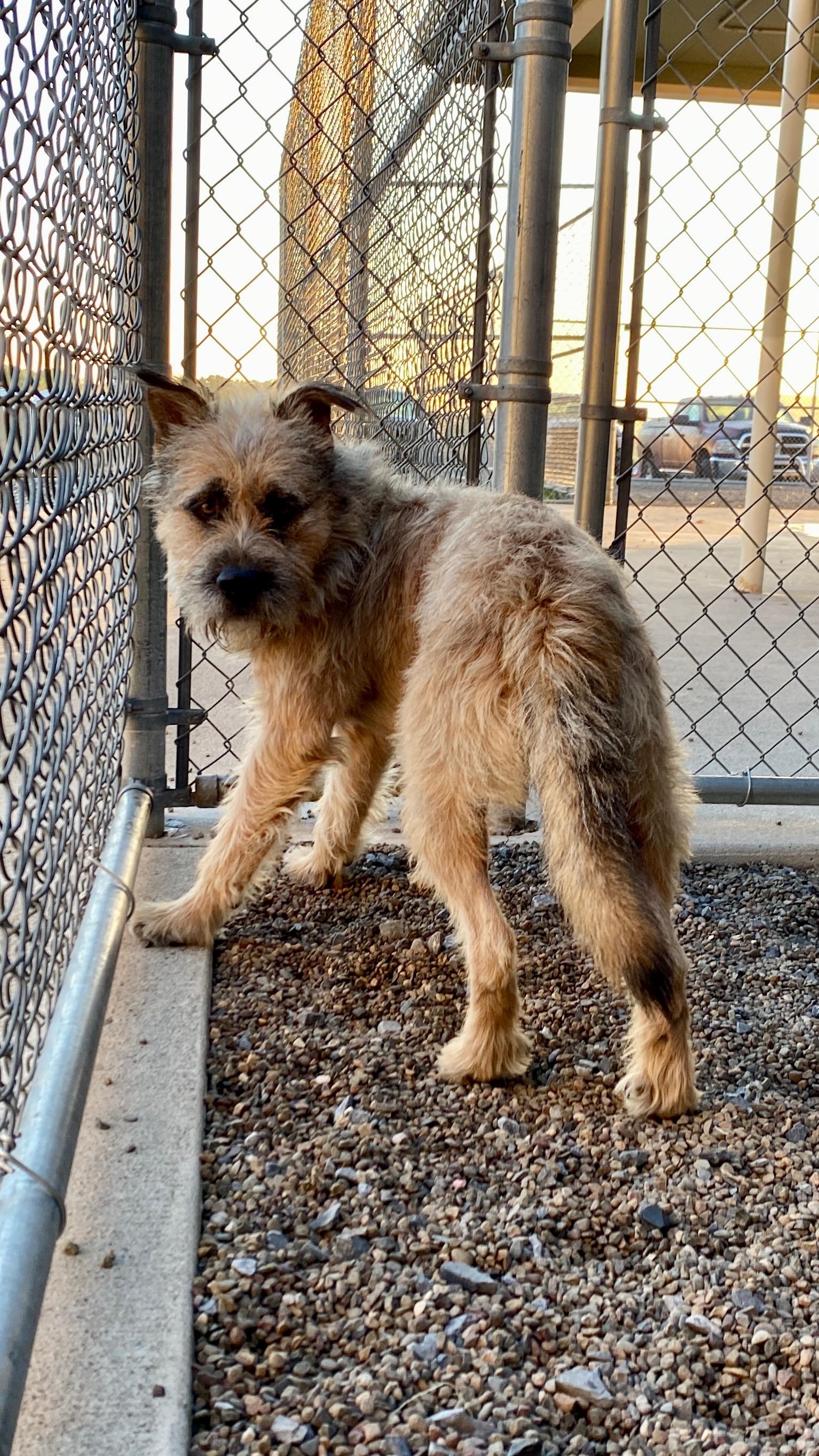 Enlarge Oscar, a Adoptable mixed breed in Sunbury, PA image 4/6