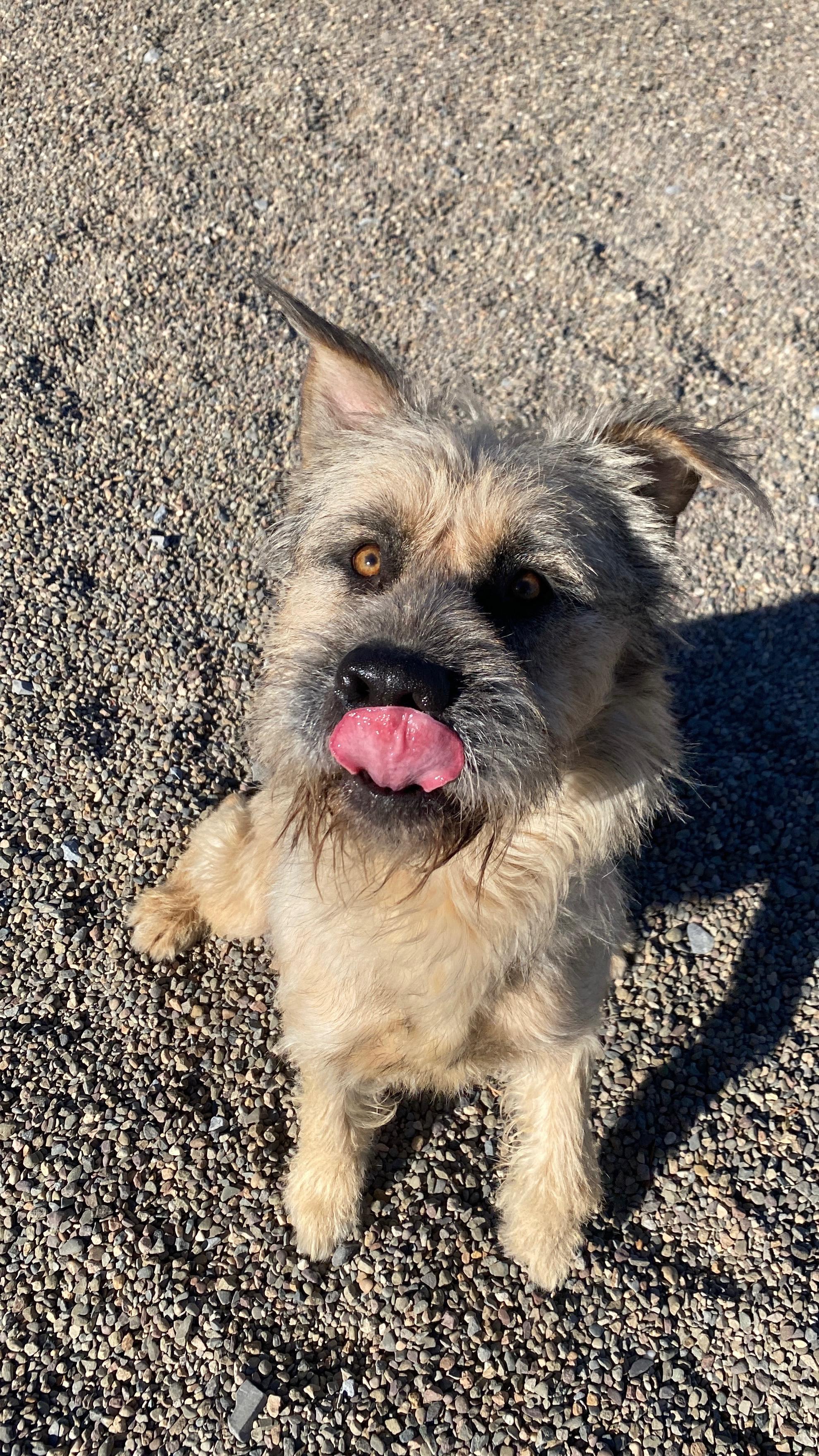 Enlarge Oscar, a Adoptable mixed breed in Sunbury, PA image 6/6