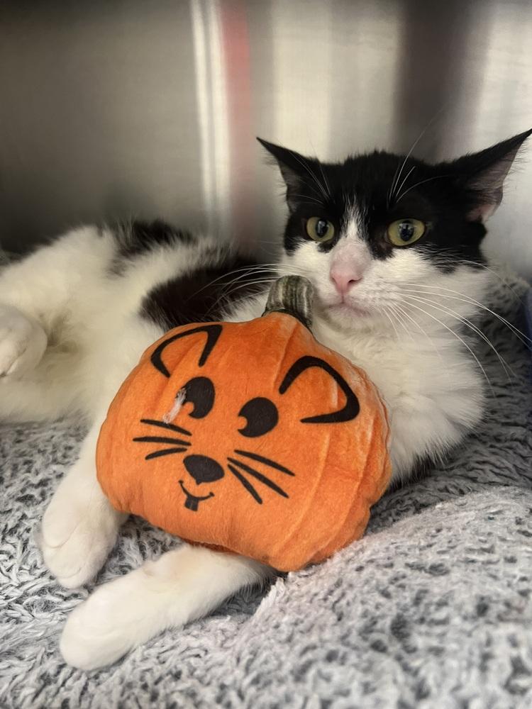 Maurice, Adoptable, Adult Male Domestic Short Hair.