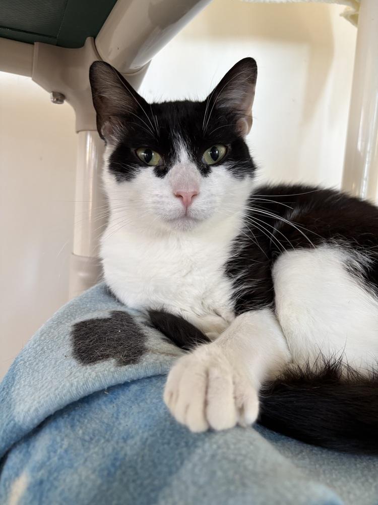 Maurice, a Adoptable Domestic Short Hair in Oakdale, CA image 2/4