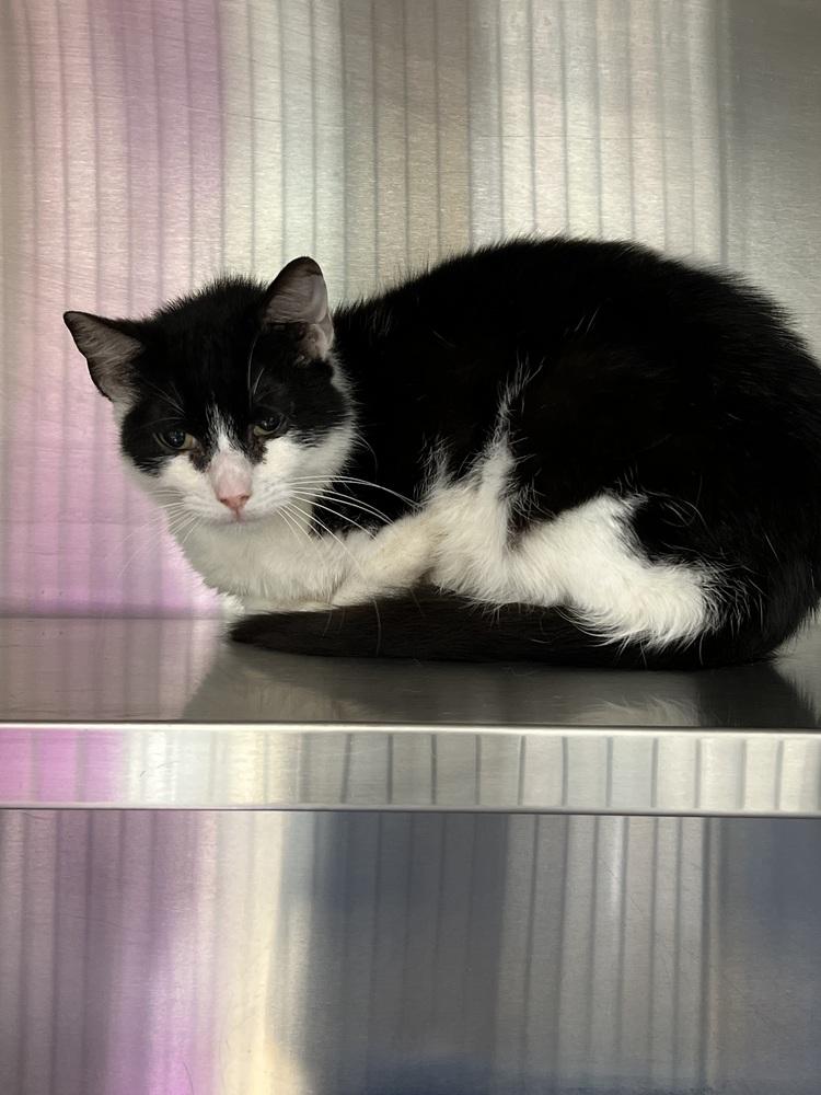 Maurice, a Adoptable Domestic Short Hair in Oakdale, CA image 2/3