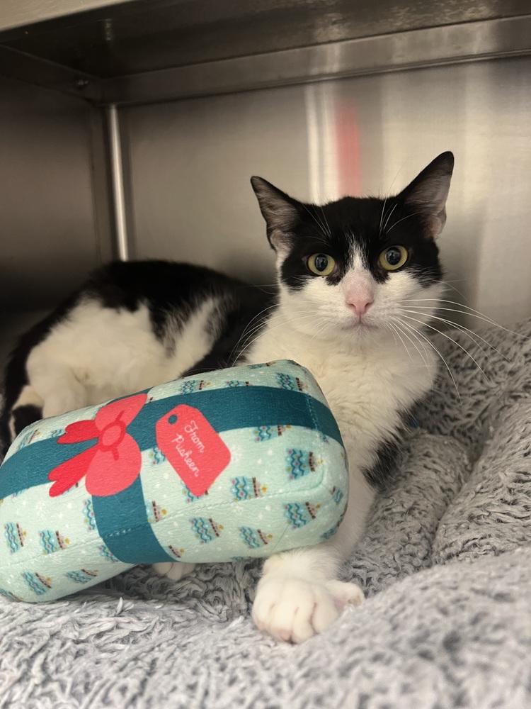 Maurice, a Adoptable Domestic Short Hair in Oakdale, CA image 3/3