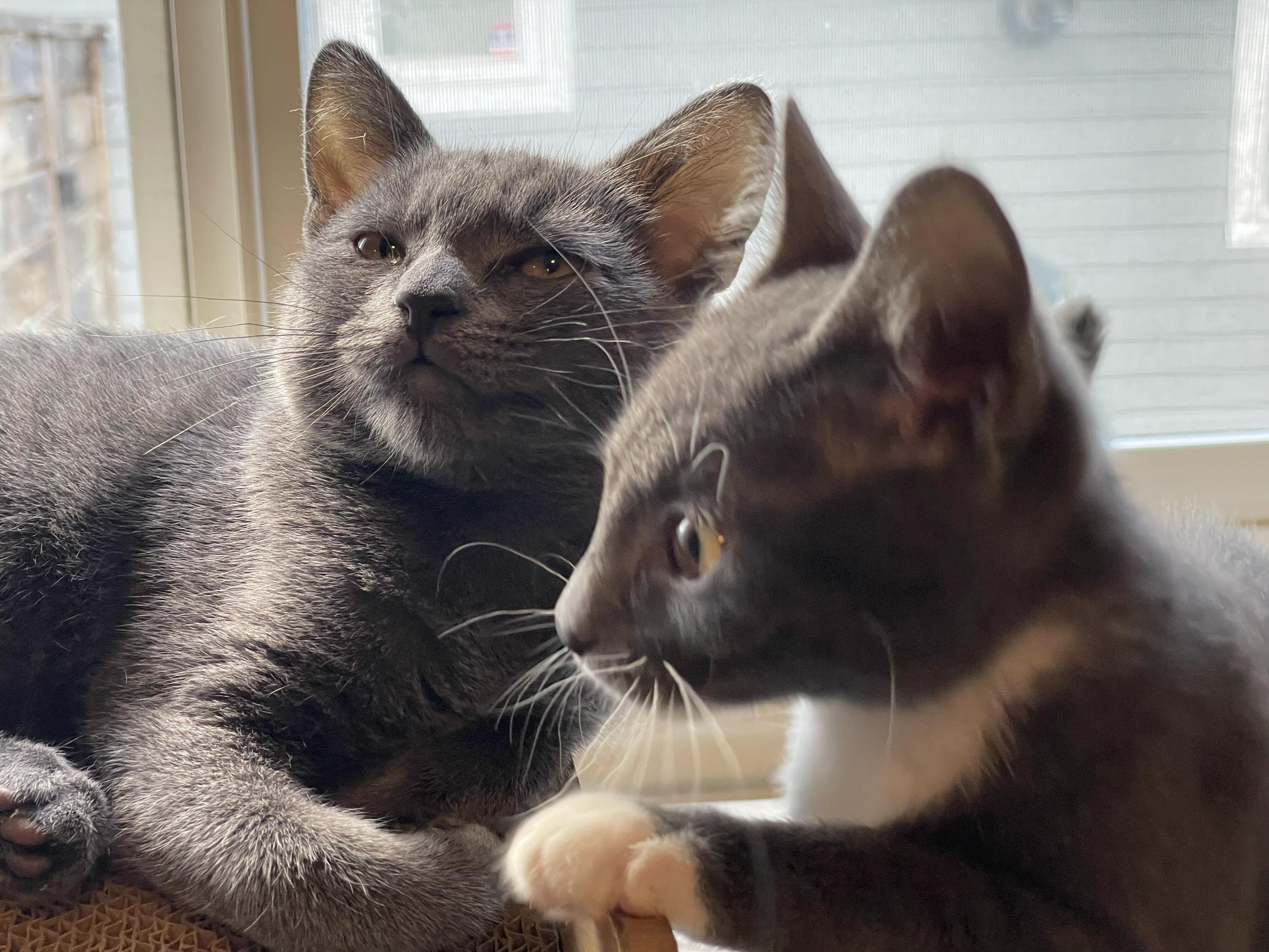 Enlarge Kittitas and Salish, a Adoptable Domestic Short Hair in Seattle, WA image 6/6