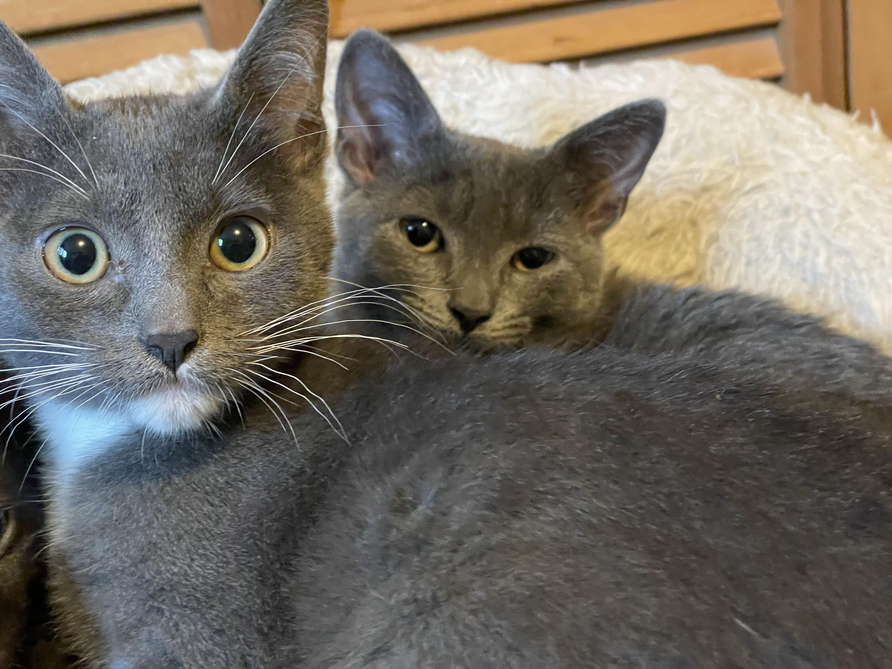 Enlarge Kittitas and Salish, a Adoptable Domestic Short Hair in Seattle, WA image 2/6