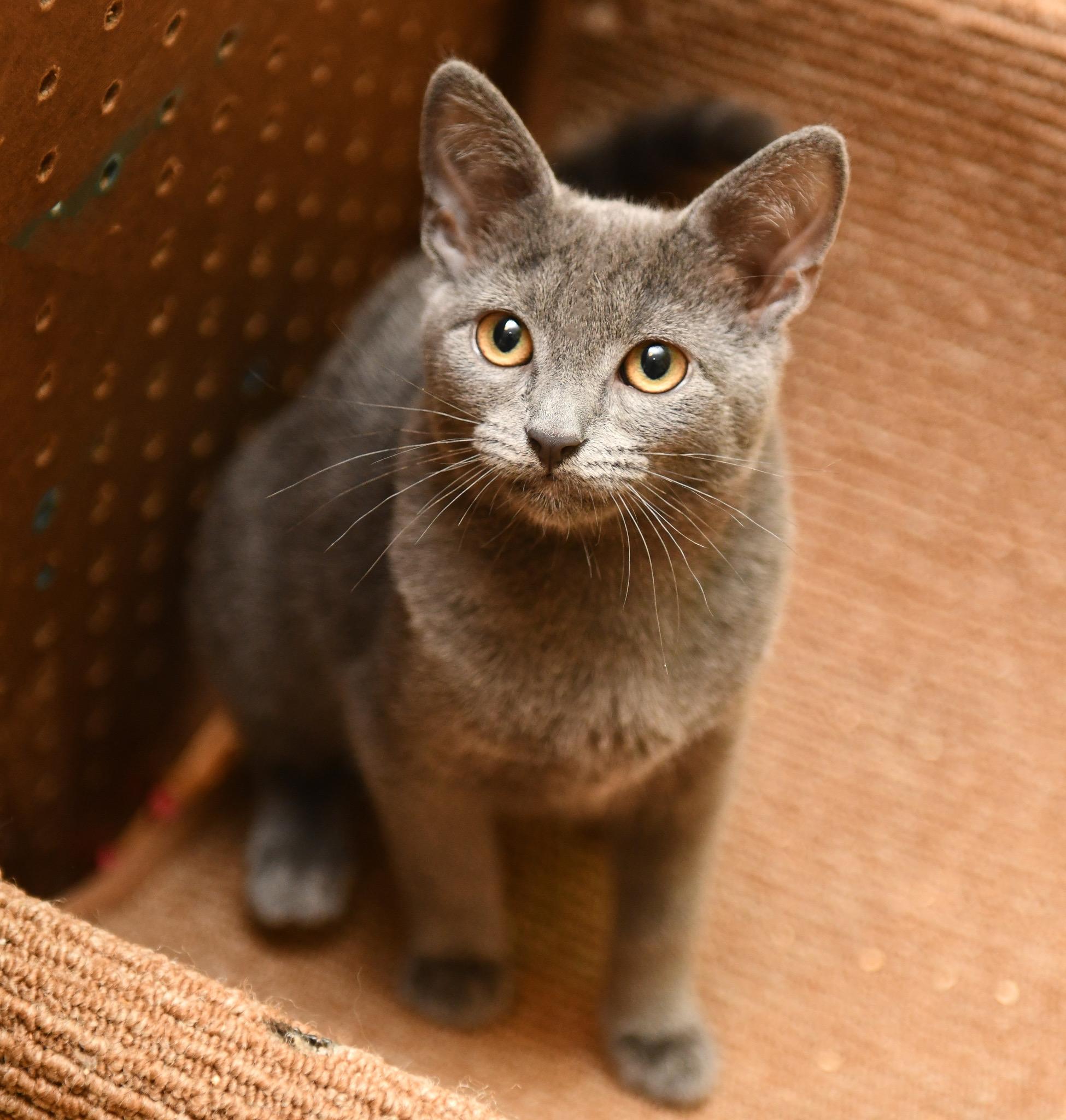 Enlarge Kittitas and Salish, a Adoptable Domestic Short Hair in Seattle, WA image 3/6