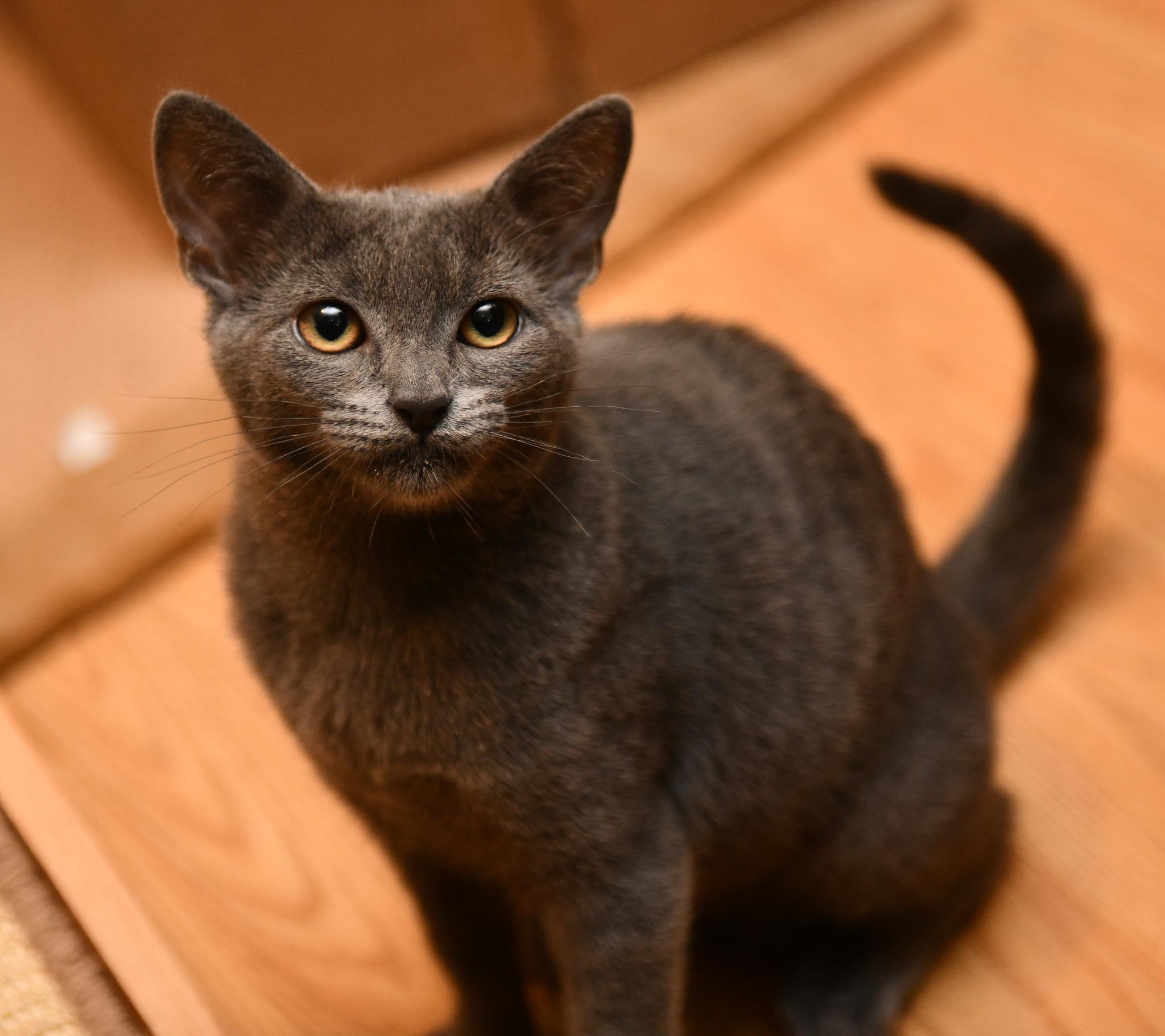 Enlarge Kittitas and Salish, a Adoptable Domestic Short Hair in Seattle, WA image 5/6