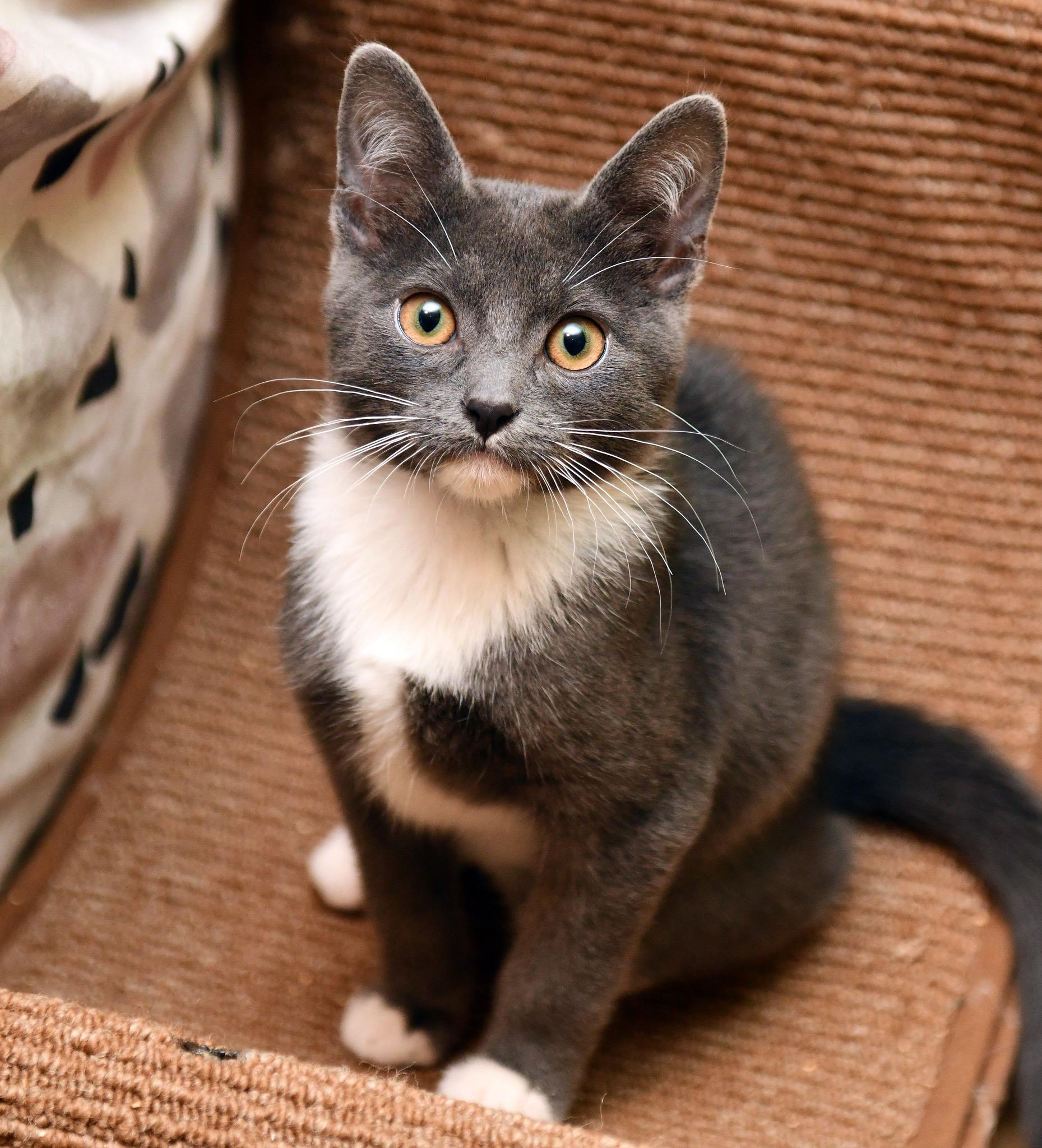 Enlarge Kittitas and Salish, a Adoptable Domestic Short Hair in Seattle, WA image 4/6