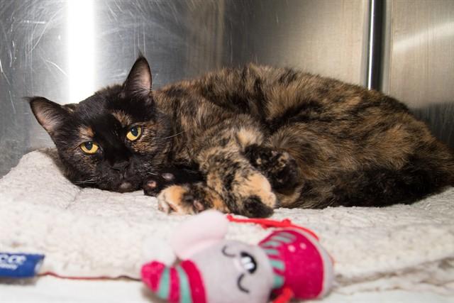 Enlarge ELLIE, a Adoptable Domestic Short Hair in Santa Monica, CA image 1/1